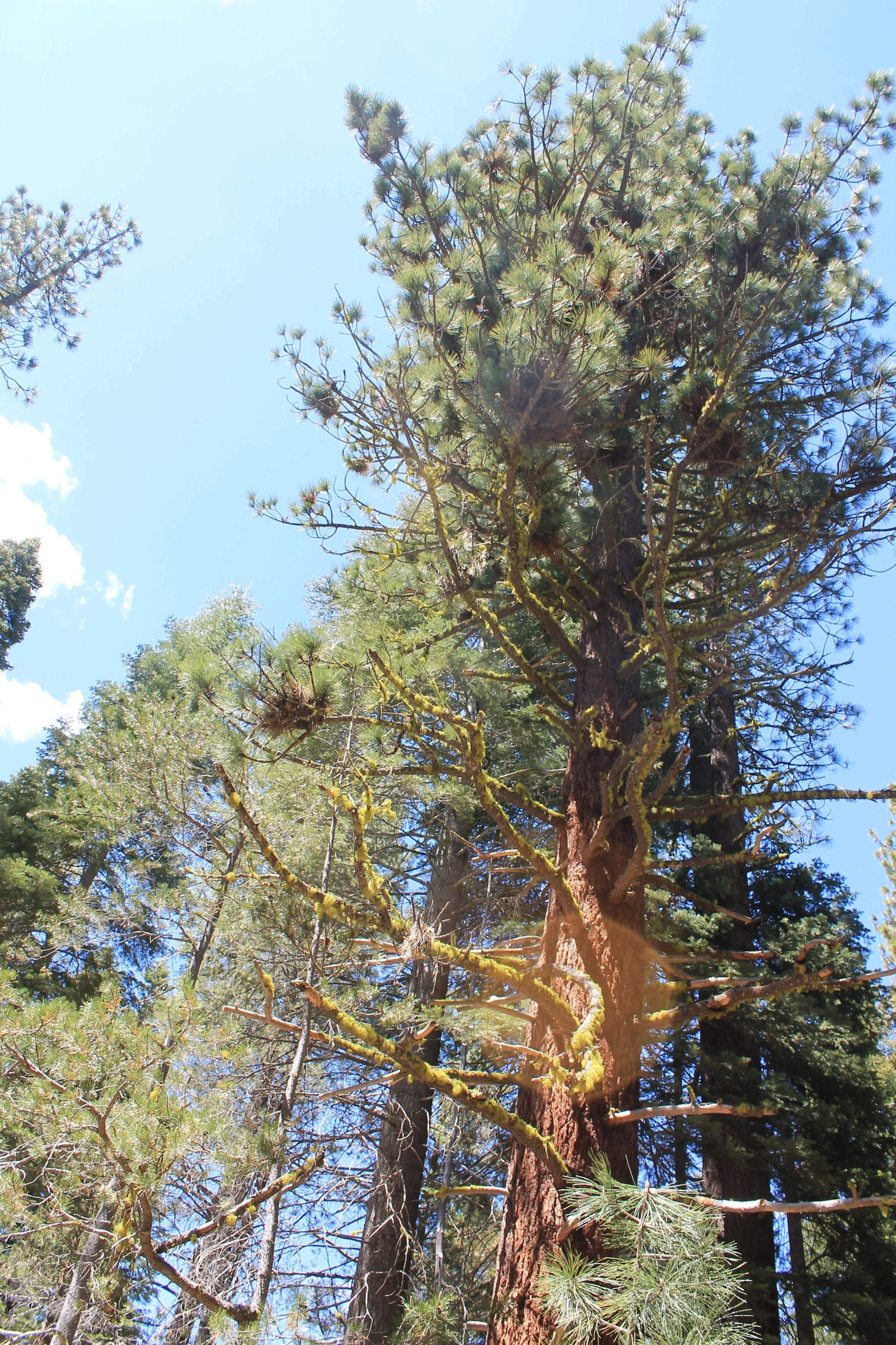 How Does Water Go From a Tree's Roots to Its Branches & Leaves?