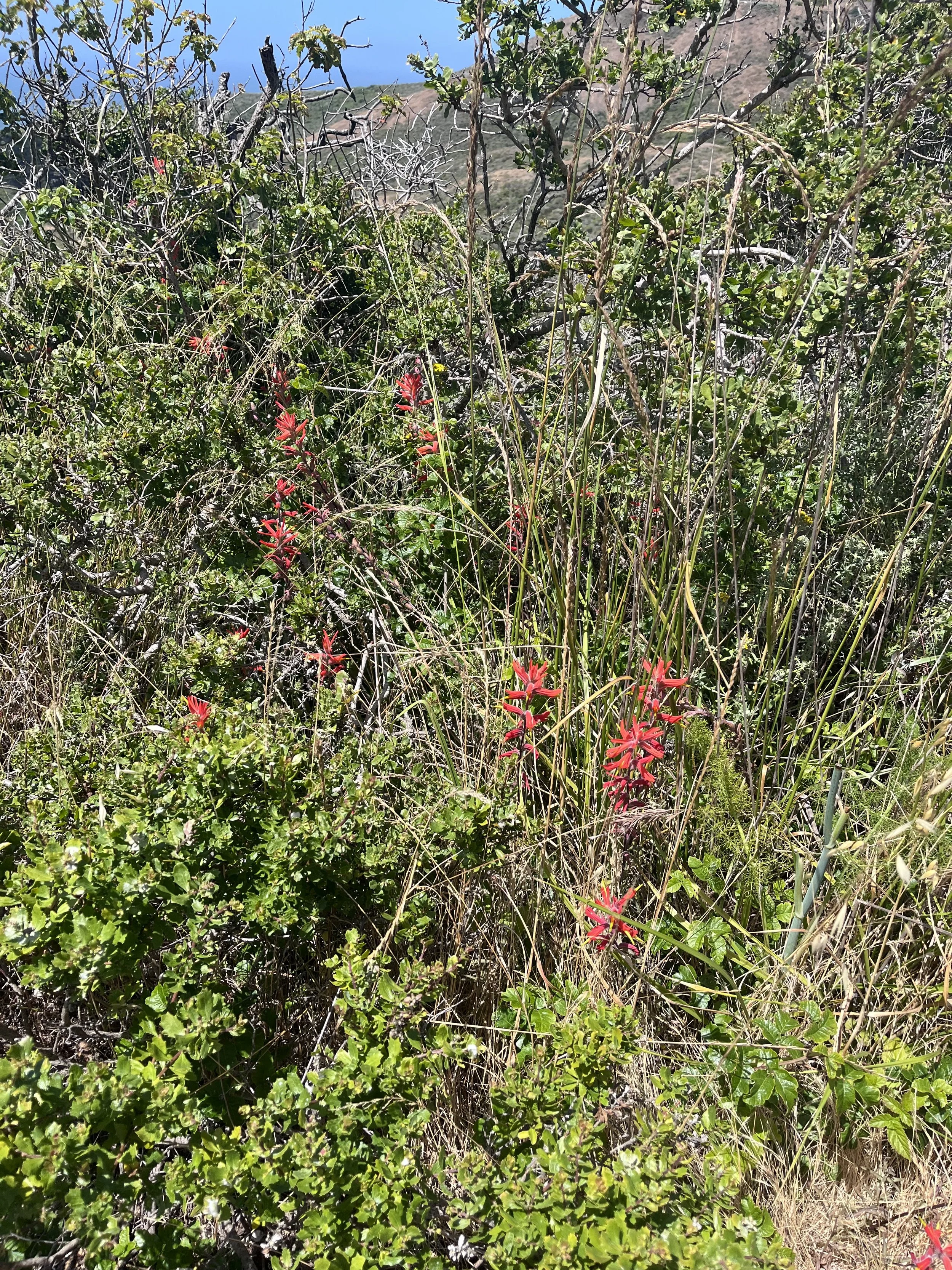 IMG_5302.jpeg