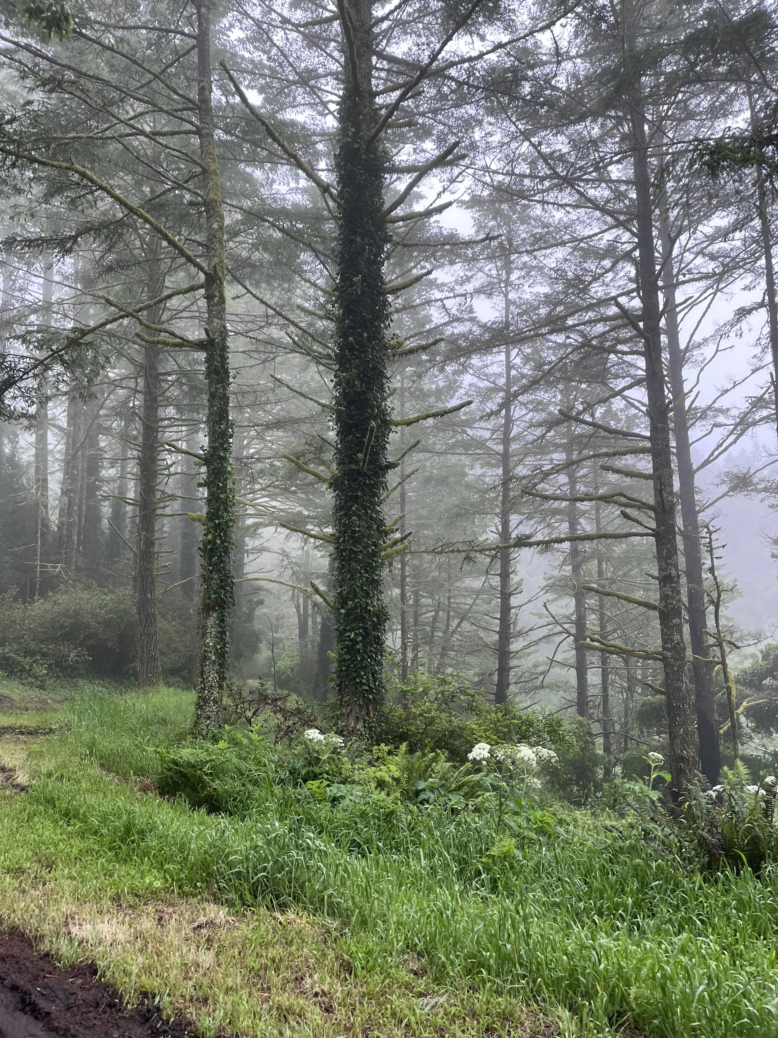 The Kook Aunty Guide to Tree Branch Autonomy