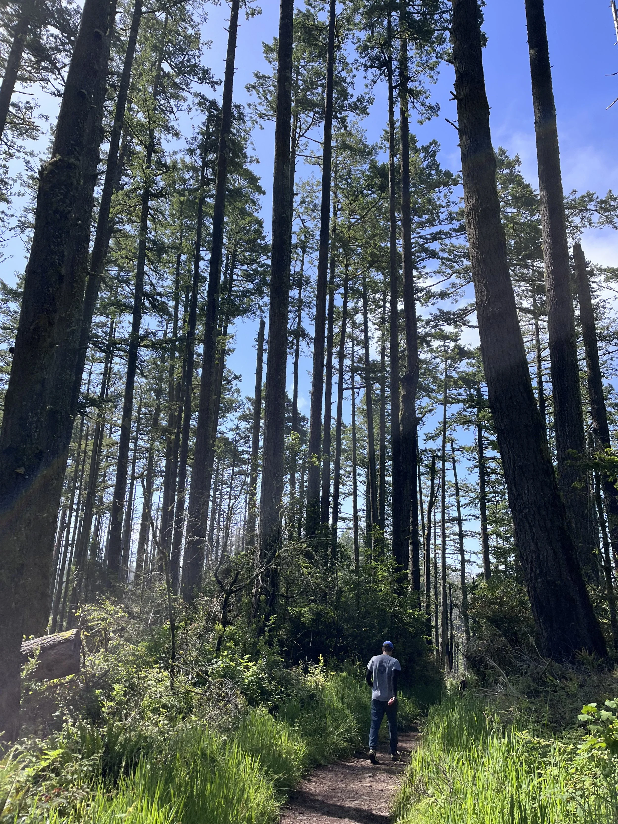 Fun Fact Friday: Dominant Trees & Branch Growth. Did I Just Compare Tree Stress to Clueless?