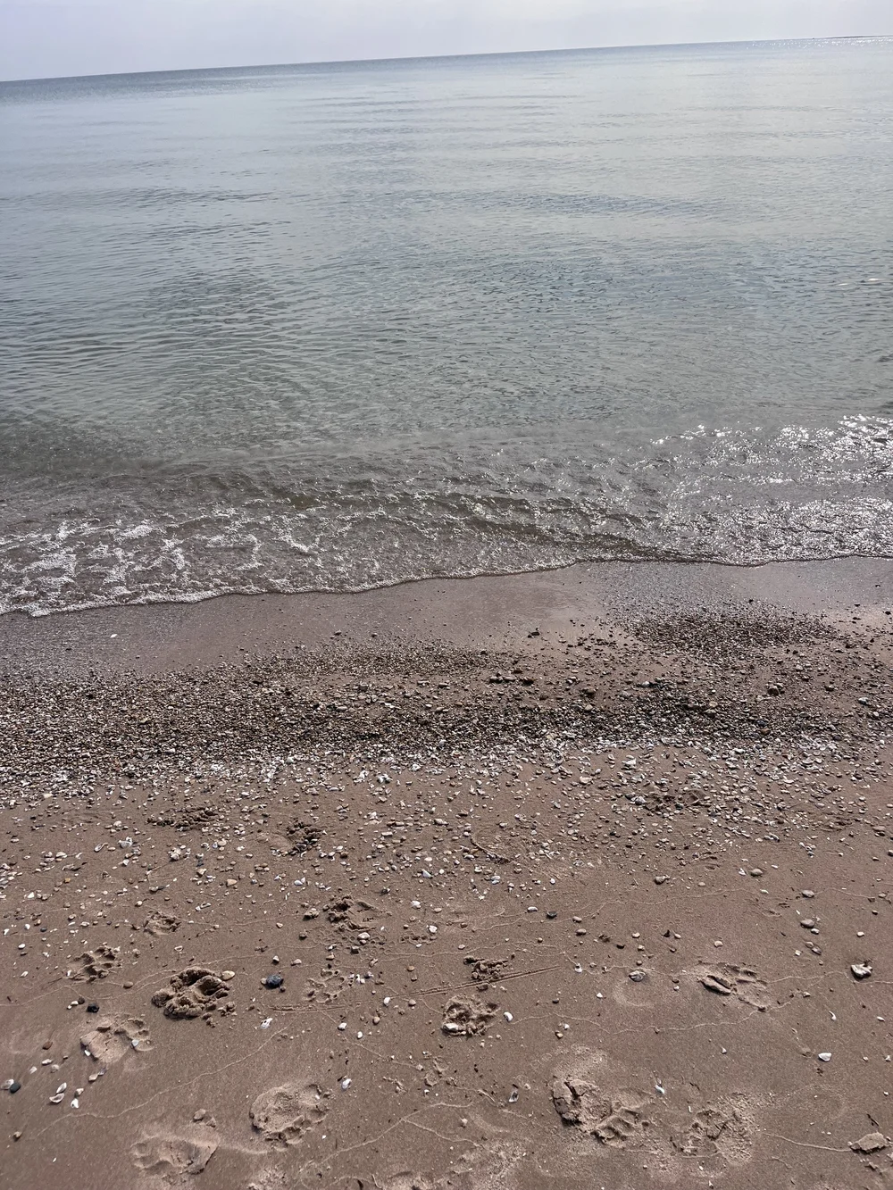 IMG_6223.jpeg