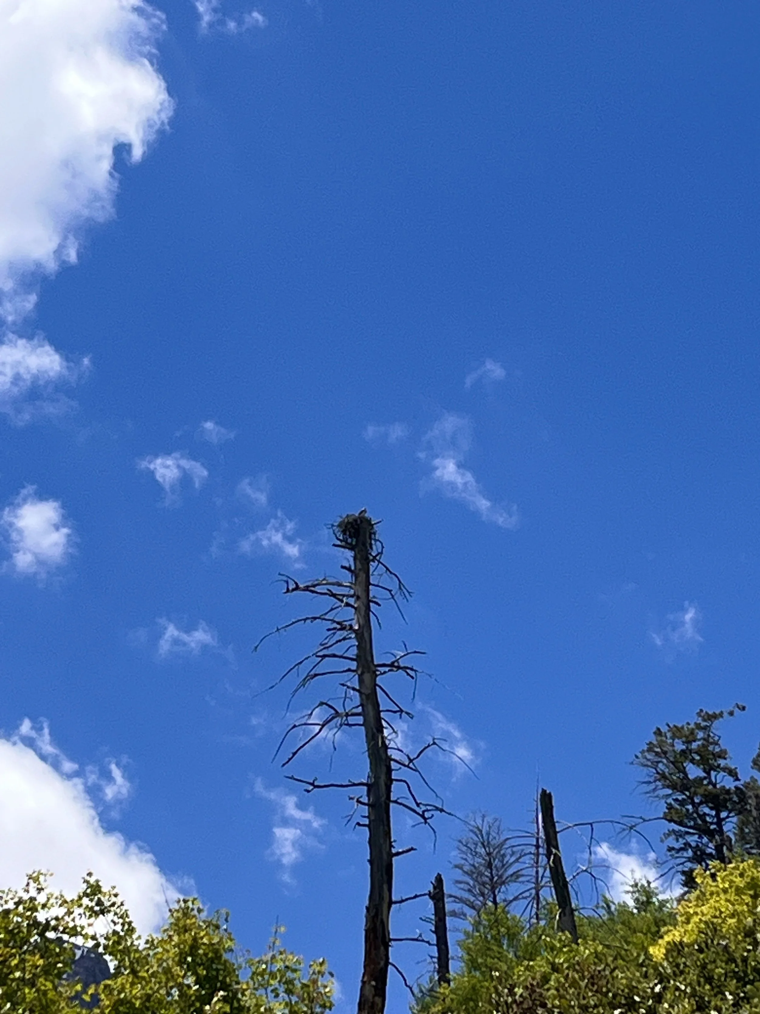 Osprey in a nest Hidden Falls Grand Teton National Park.jpeg