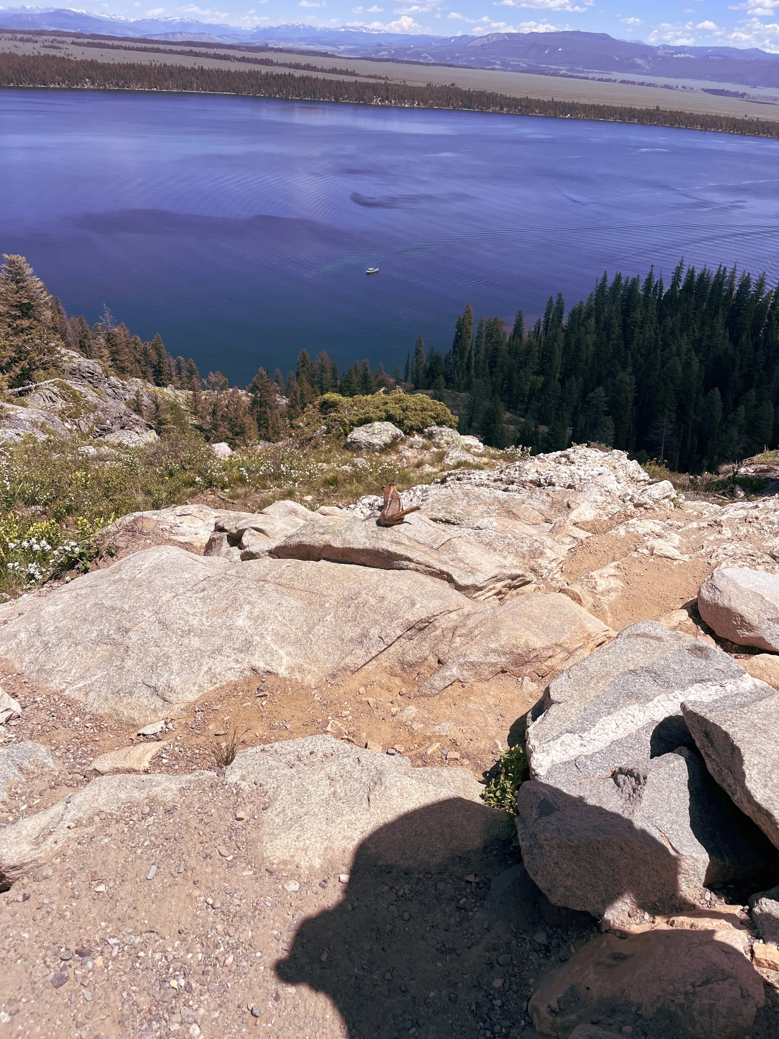 Chipmunk up at Inspiration Point Grand Teton National Park.jpeg