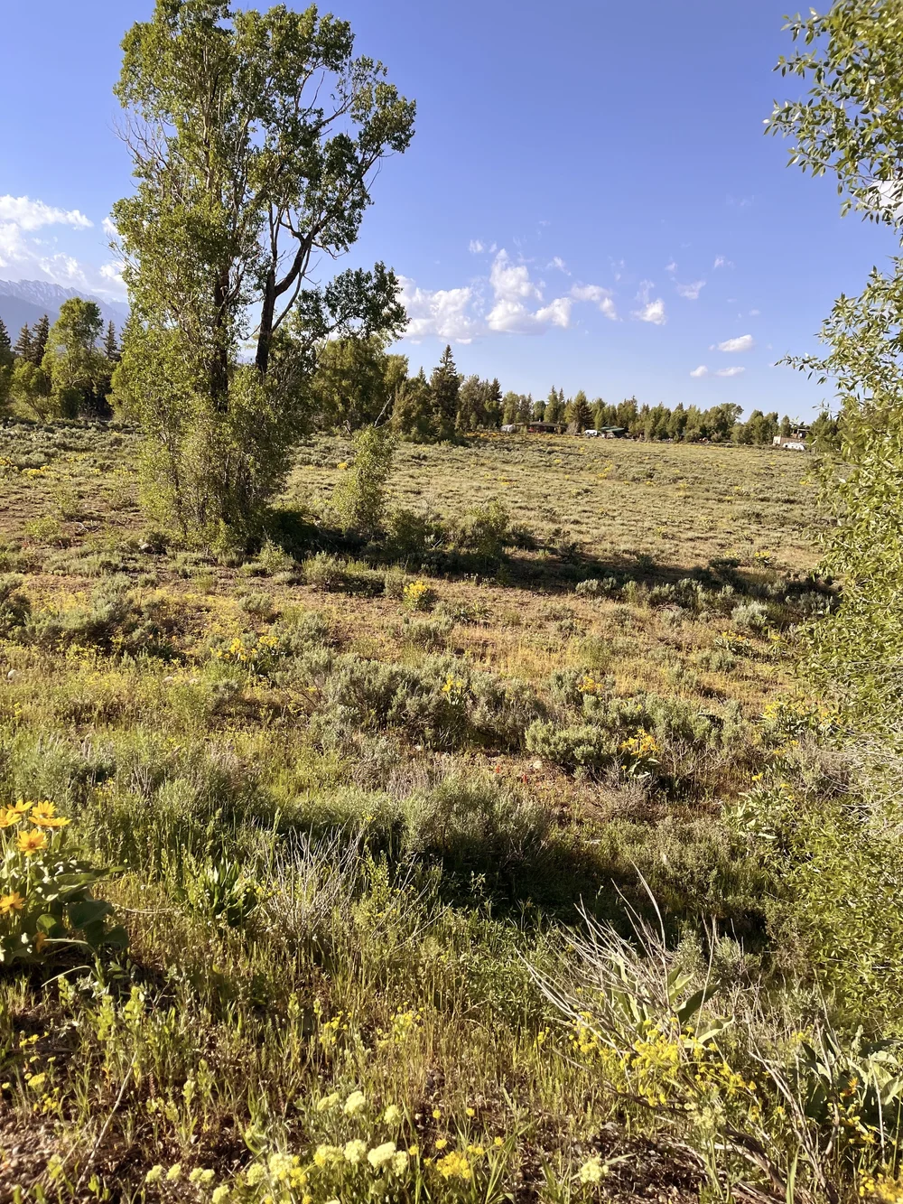 Fields and Trees in Grand Teton National Park.jpeg