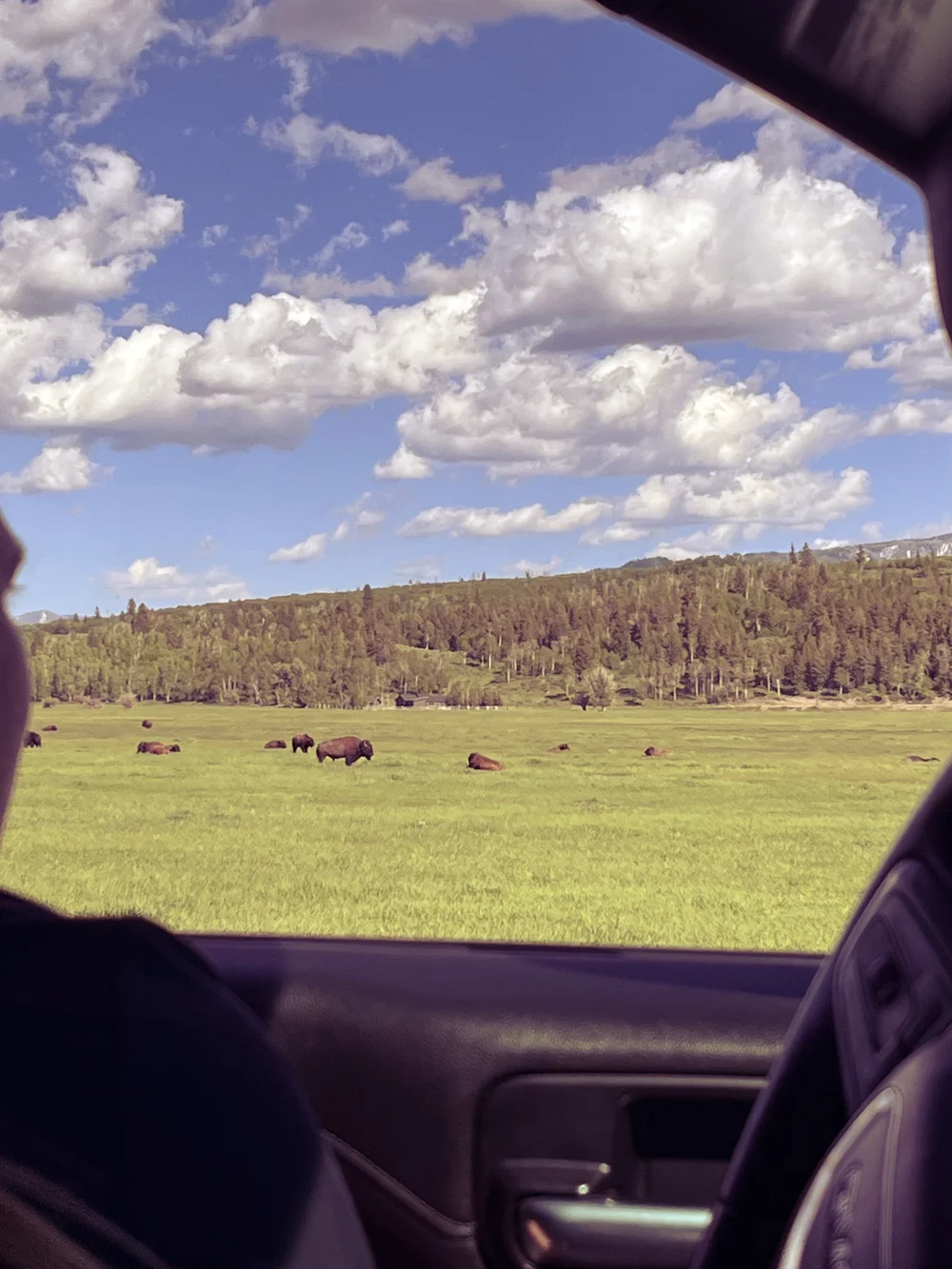 Watching Bison in the Grand Teton National Park.jpeg