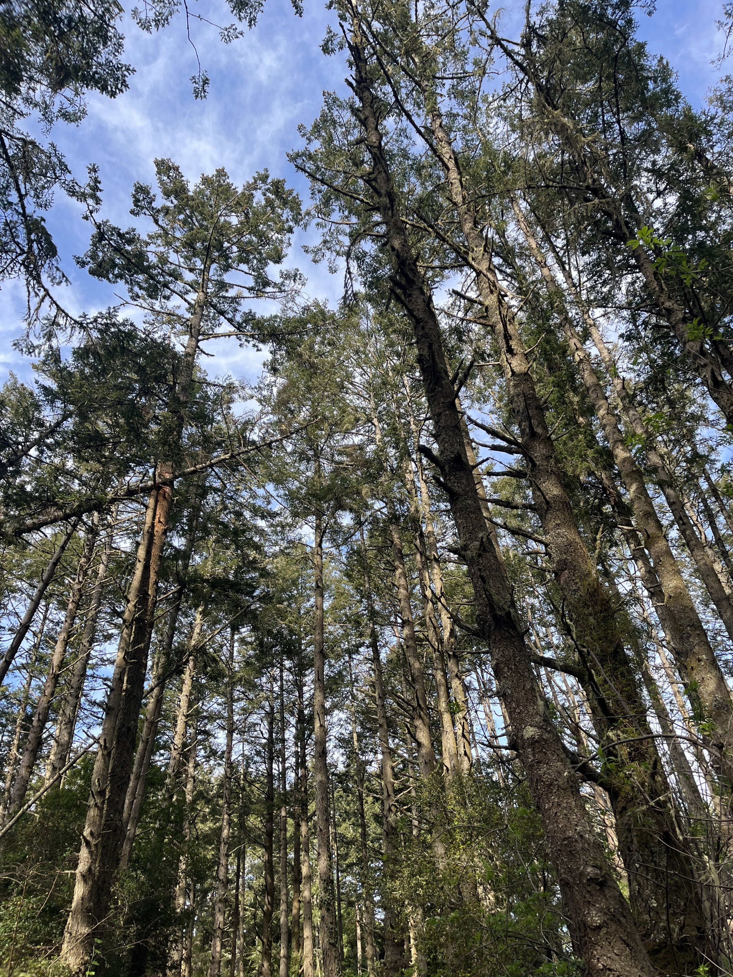 Douglas Firs on the Dipsea Trail.jpeg