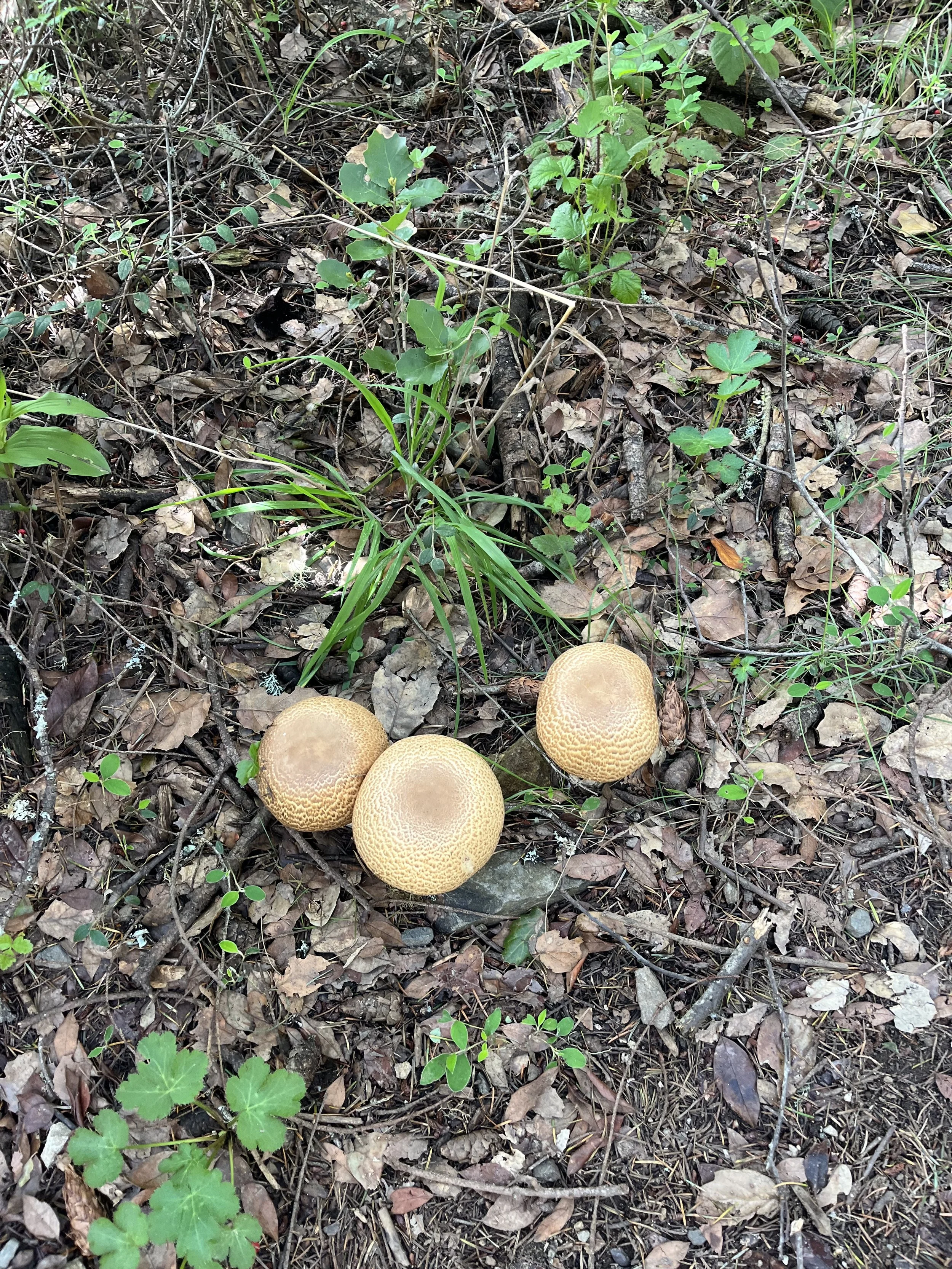 Mushrooms on the Dipsea Trail in Mill Valley.jpeg