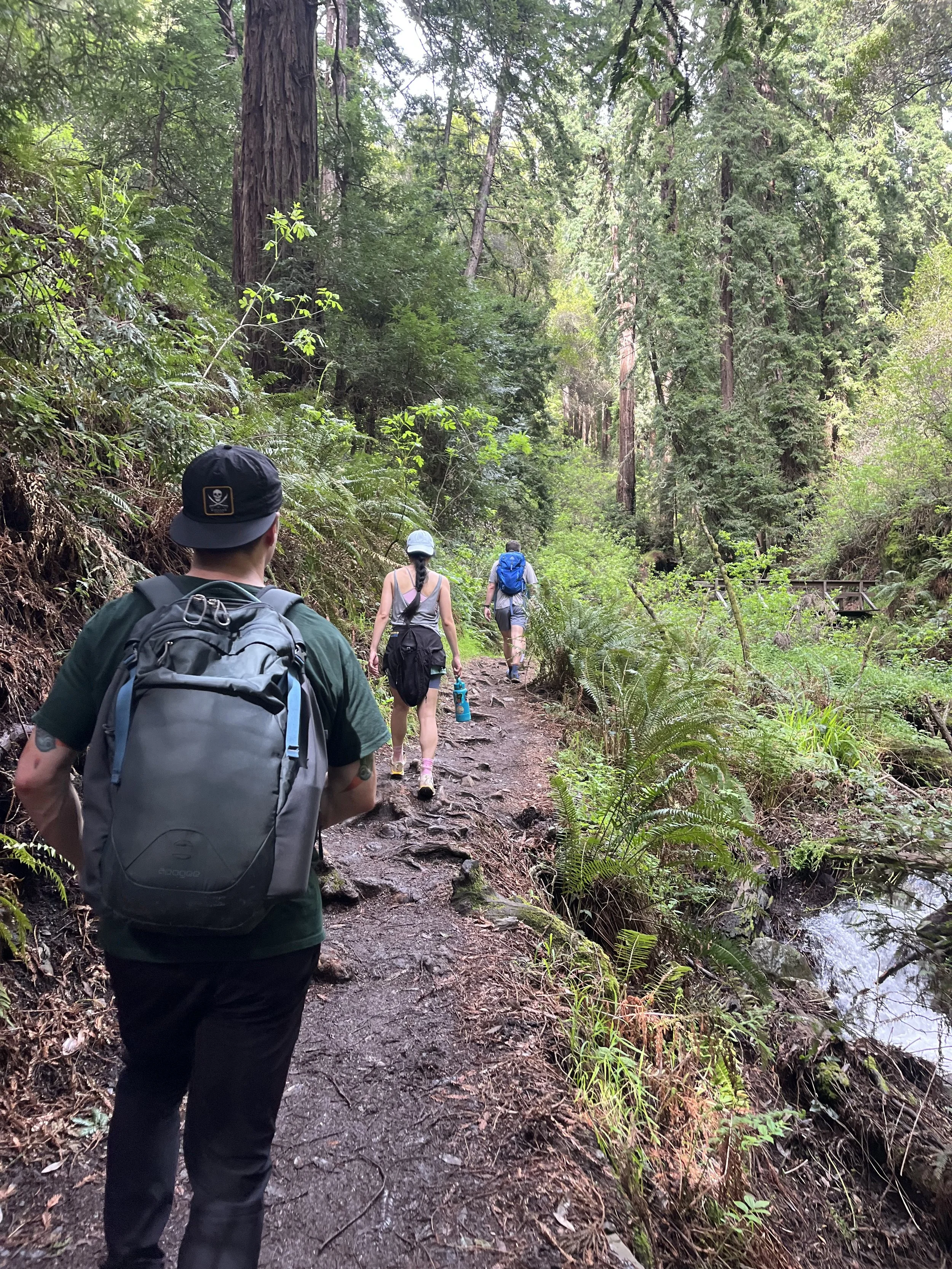 Walking in the lush forest Dipsea Trail.jpeg