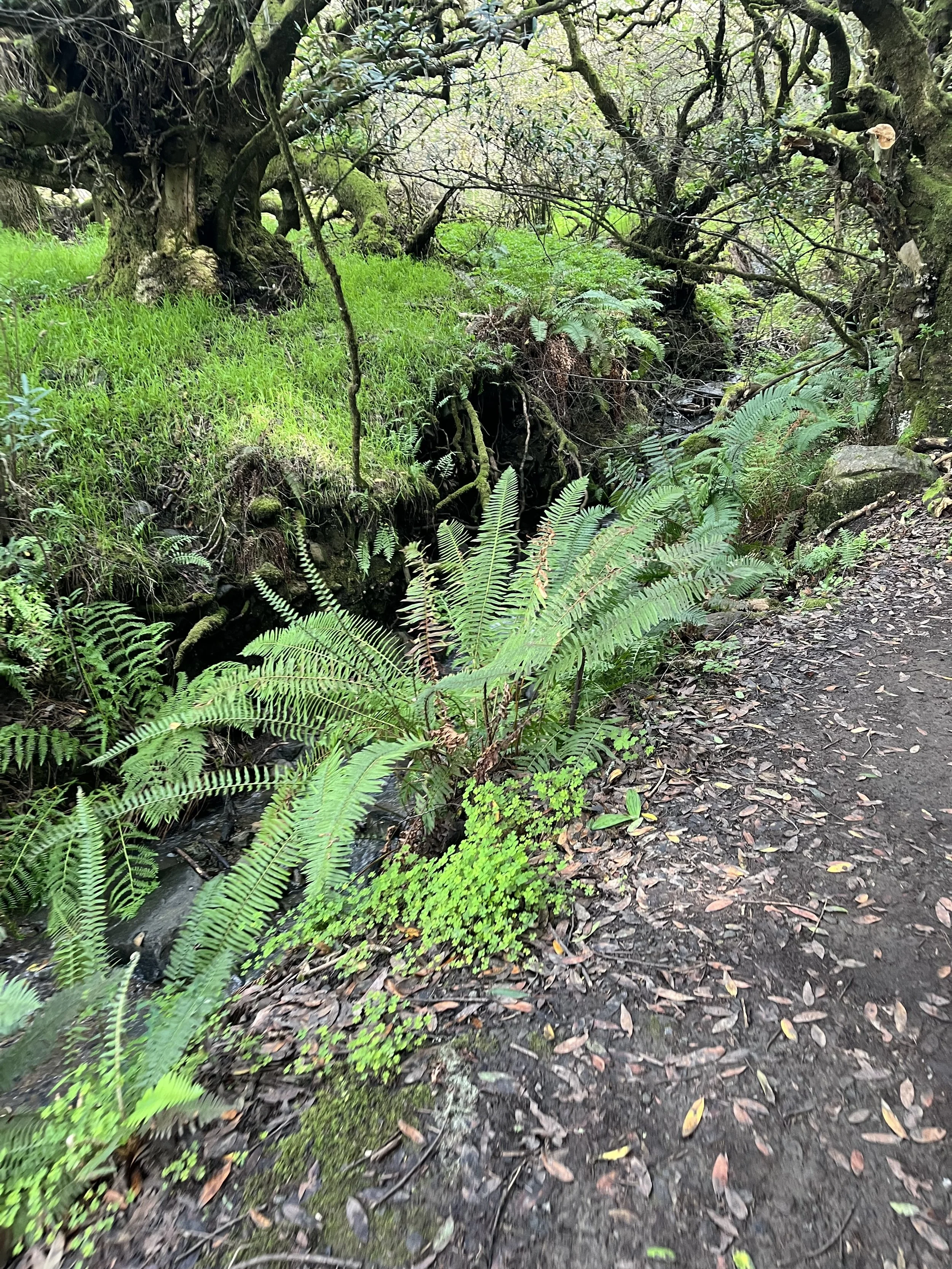 ferns near a stream dipsea trail.jpeg