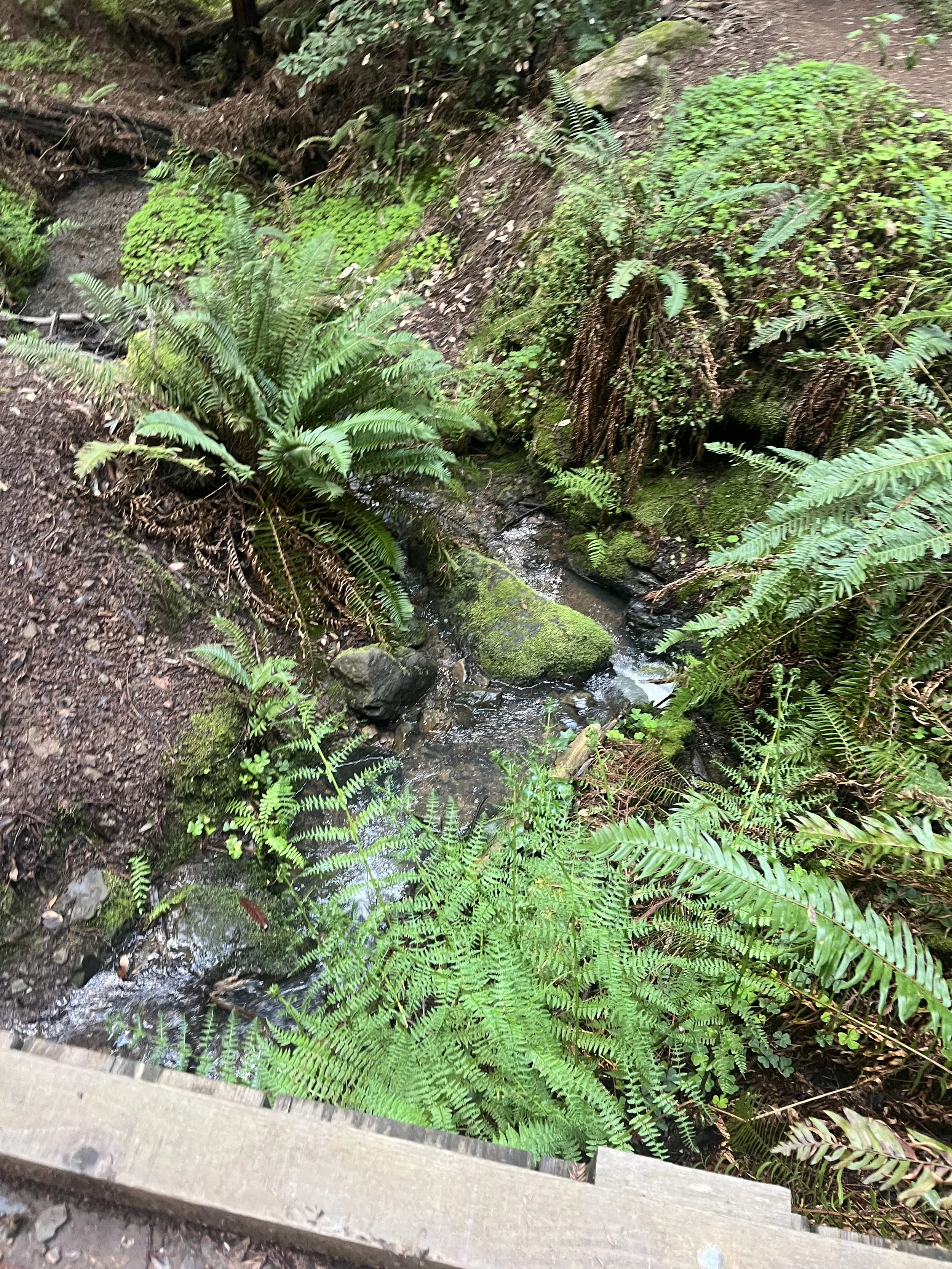 Ferns near a stream in Muir Woods.jpeg