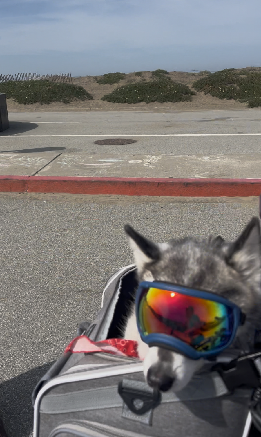 Atlas in his dog basket on the ebike on Great Highway in San Francisco.png