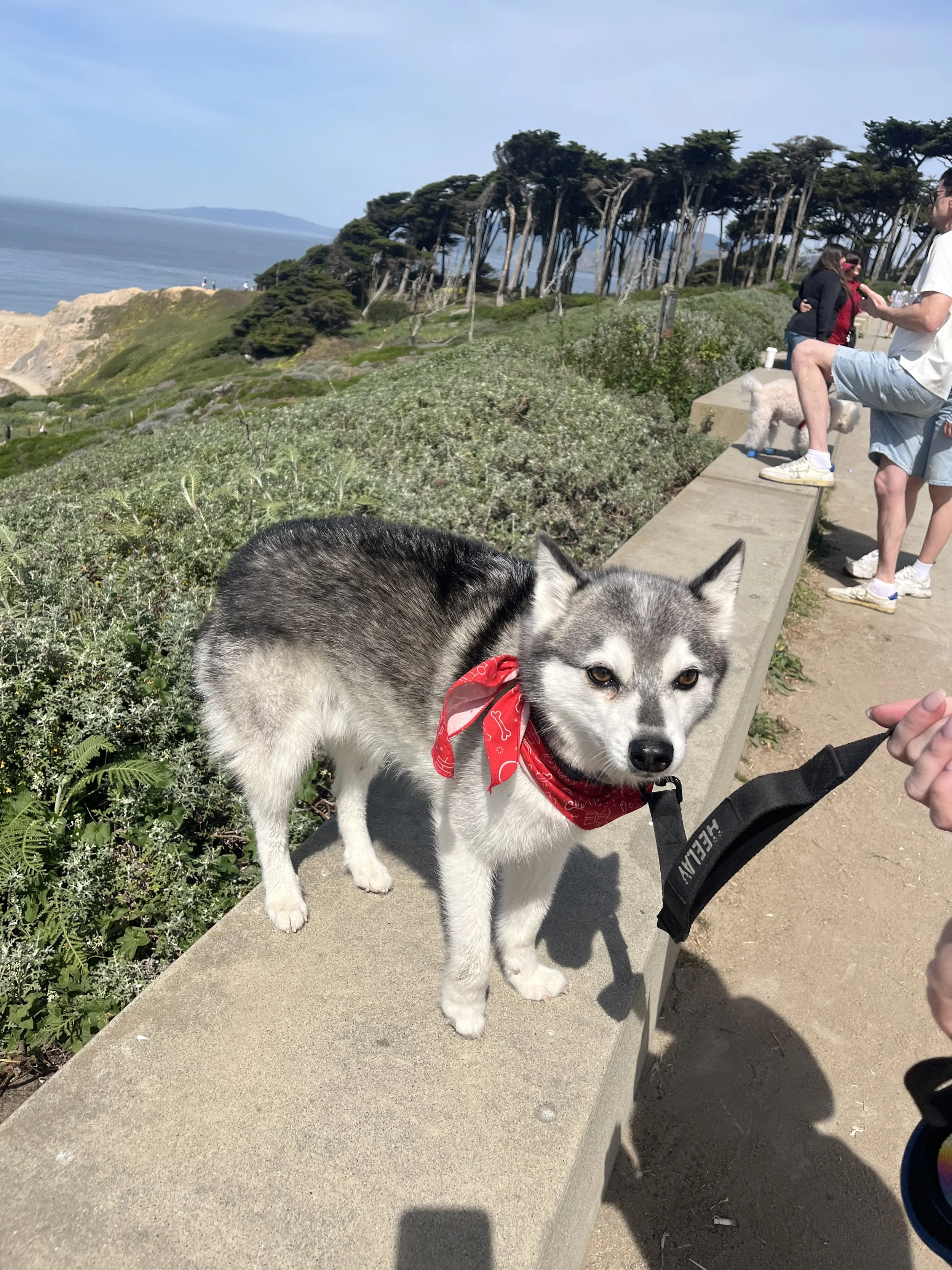 Atlas the Klee Kai enjoying the viewpoint at Lands End.jpeg