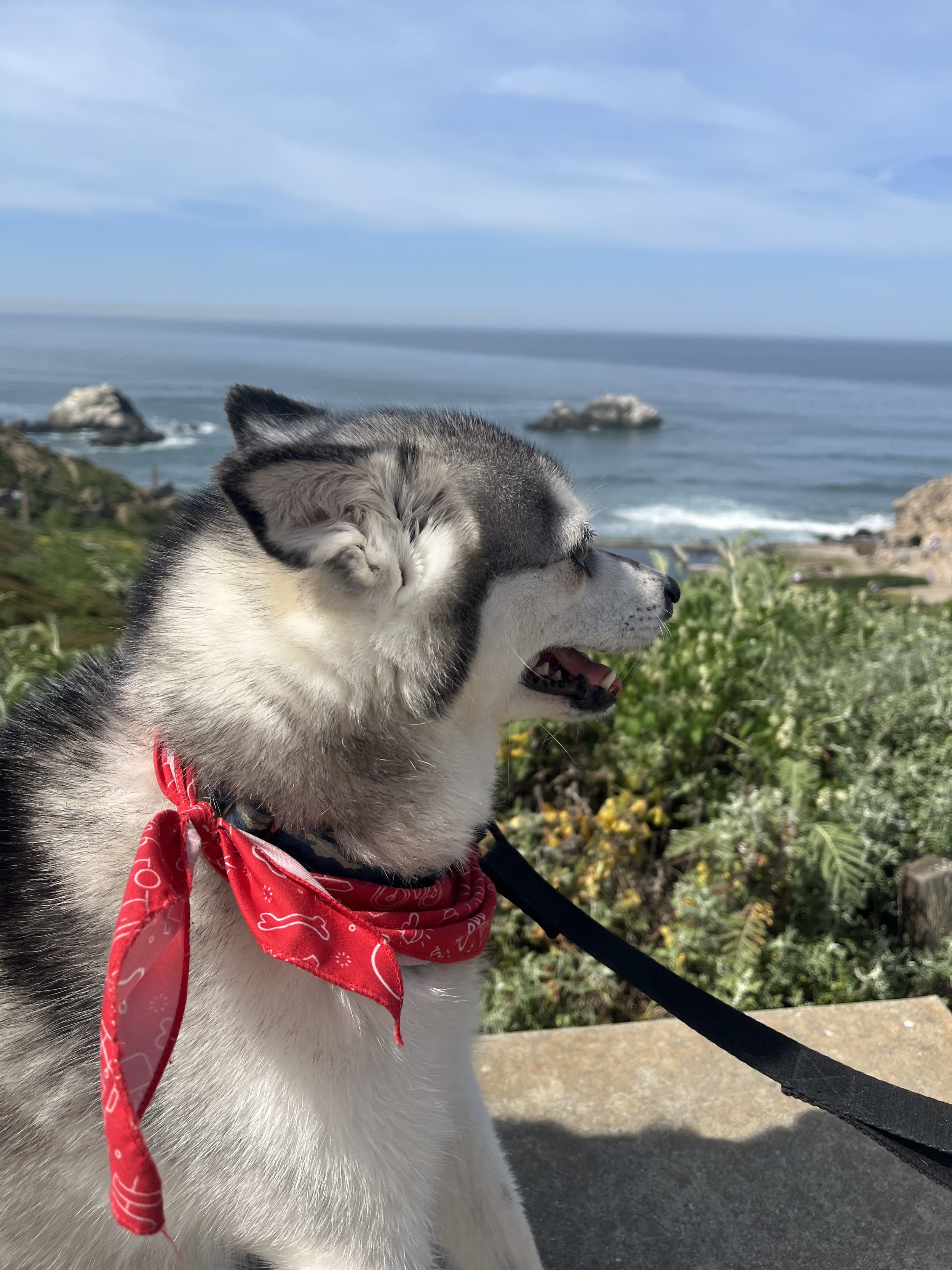 Side view of the Klee Kai pup at Lands End.jpeg
