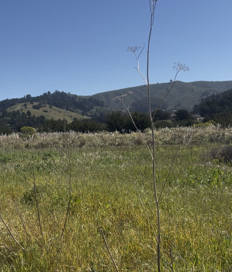 Pacifica Quarry Running Trail bucolic landscapes.png