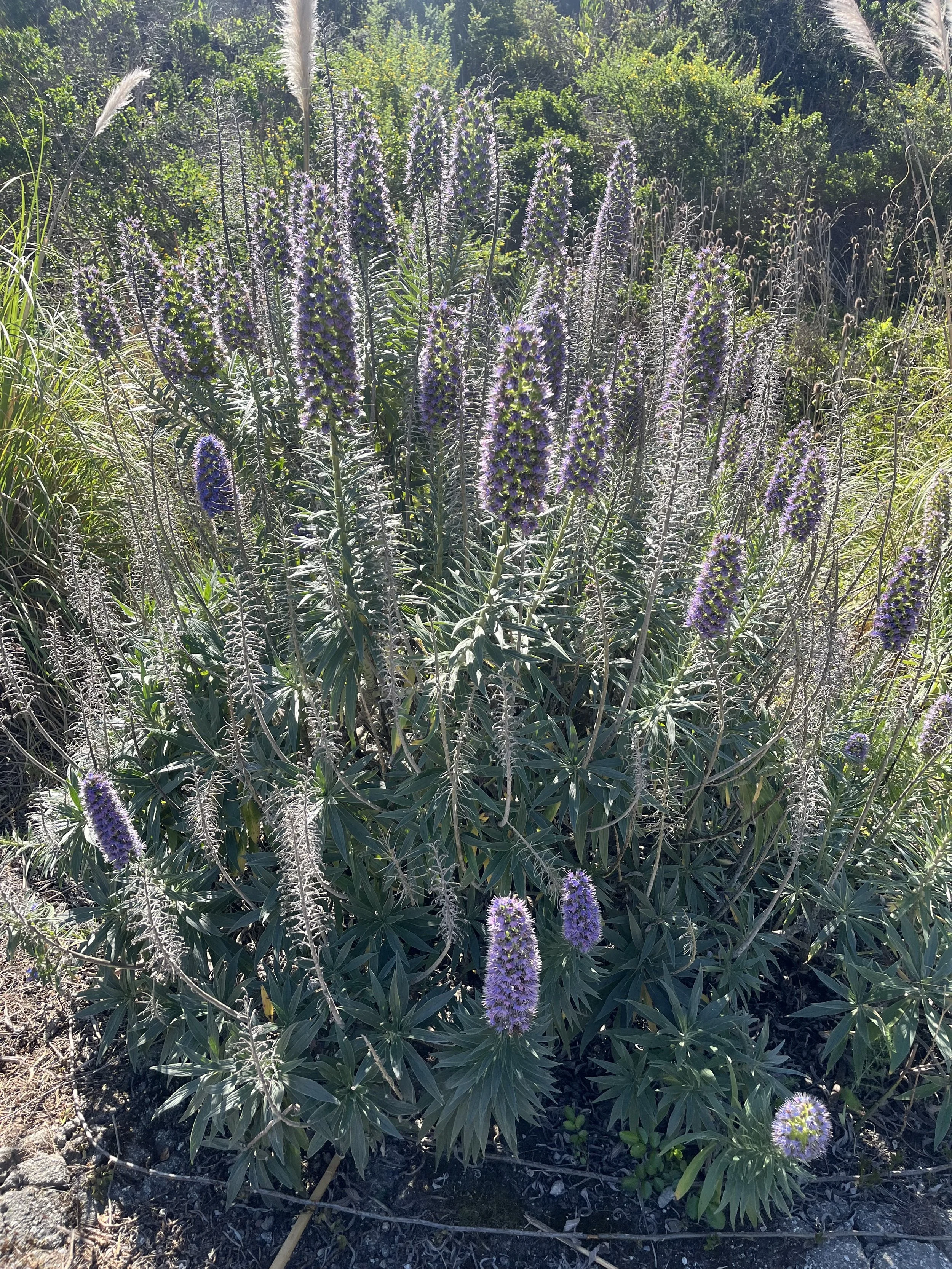 Wildflowers on the Pacifica Quarry Running Trail