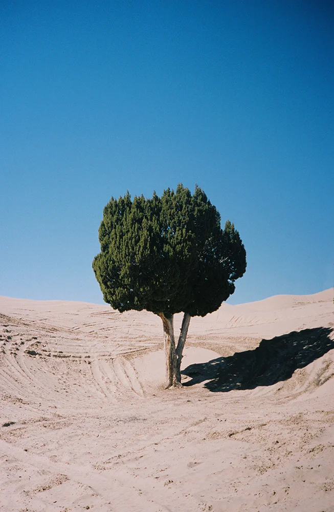 tree copy.jpg