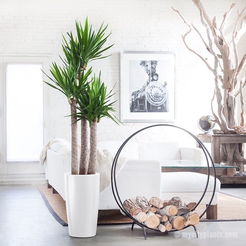 Photo via: mycityplants.com
