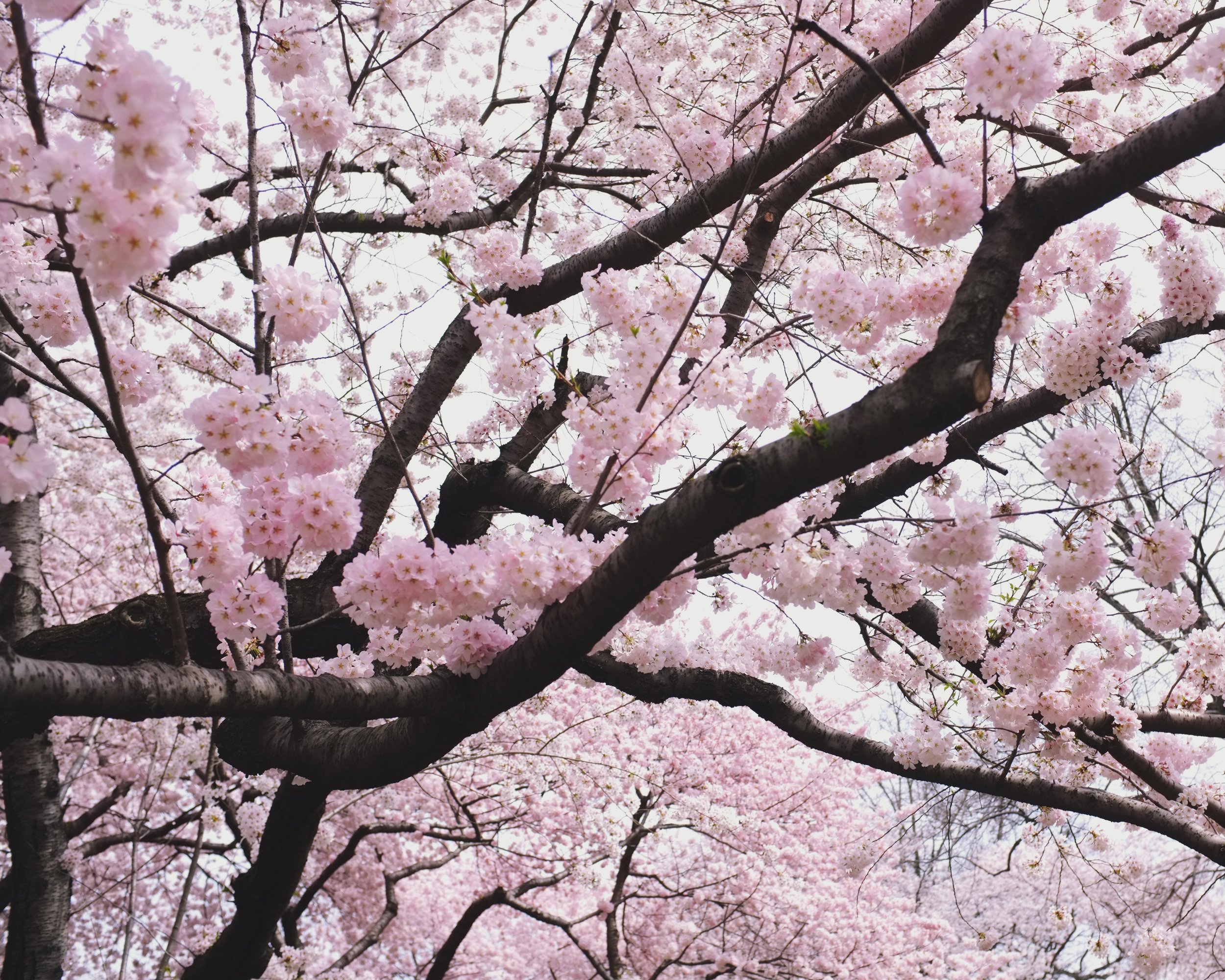 Central Park, NYC