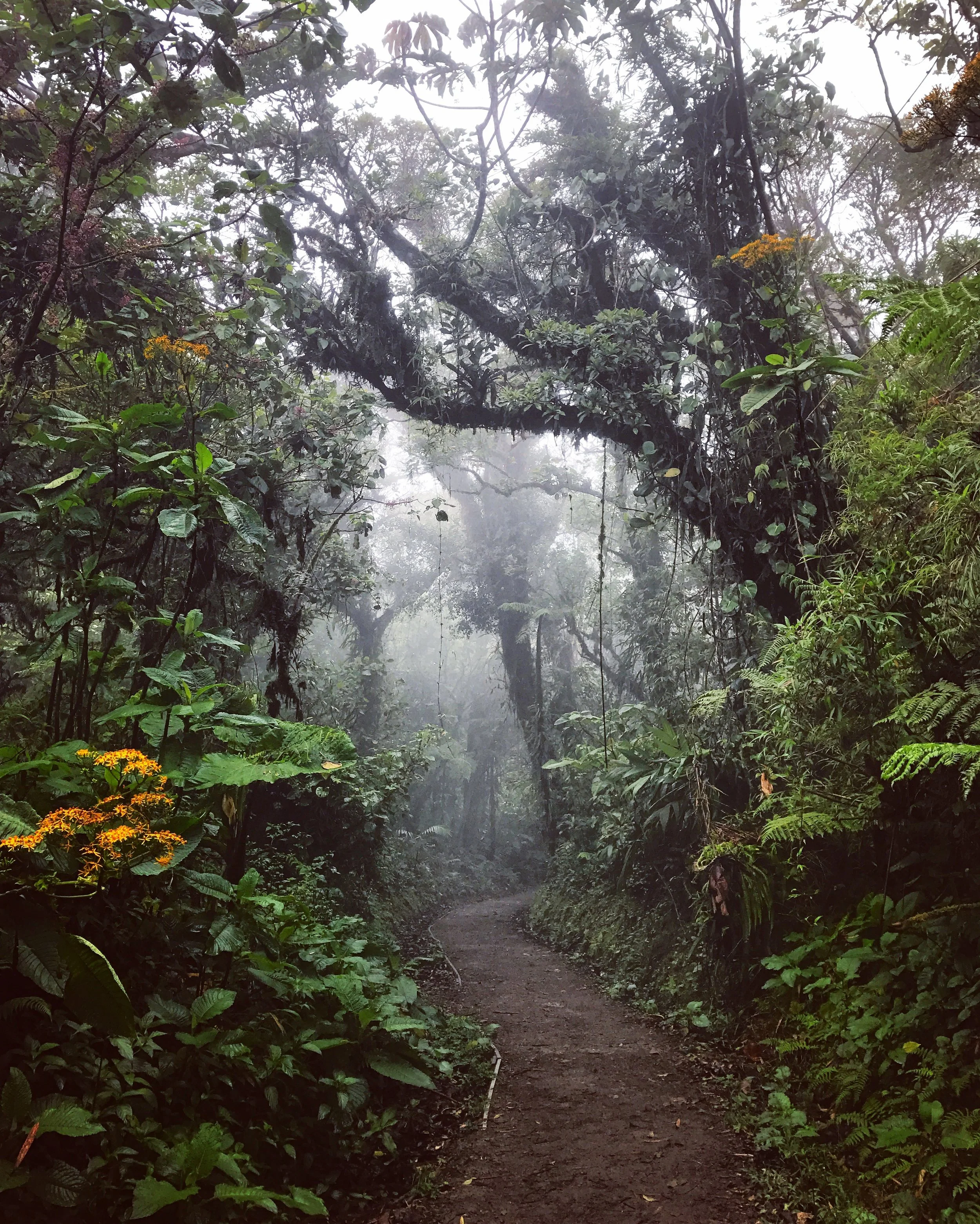 Monteverde Cloud Forest, Costa Rica