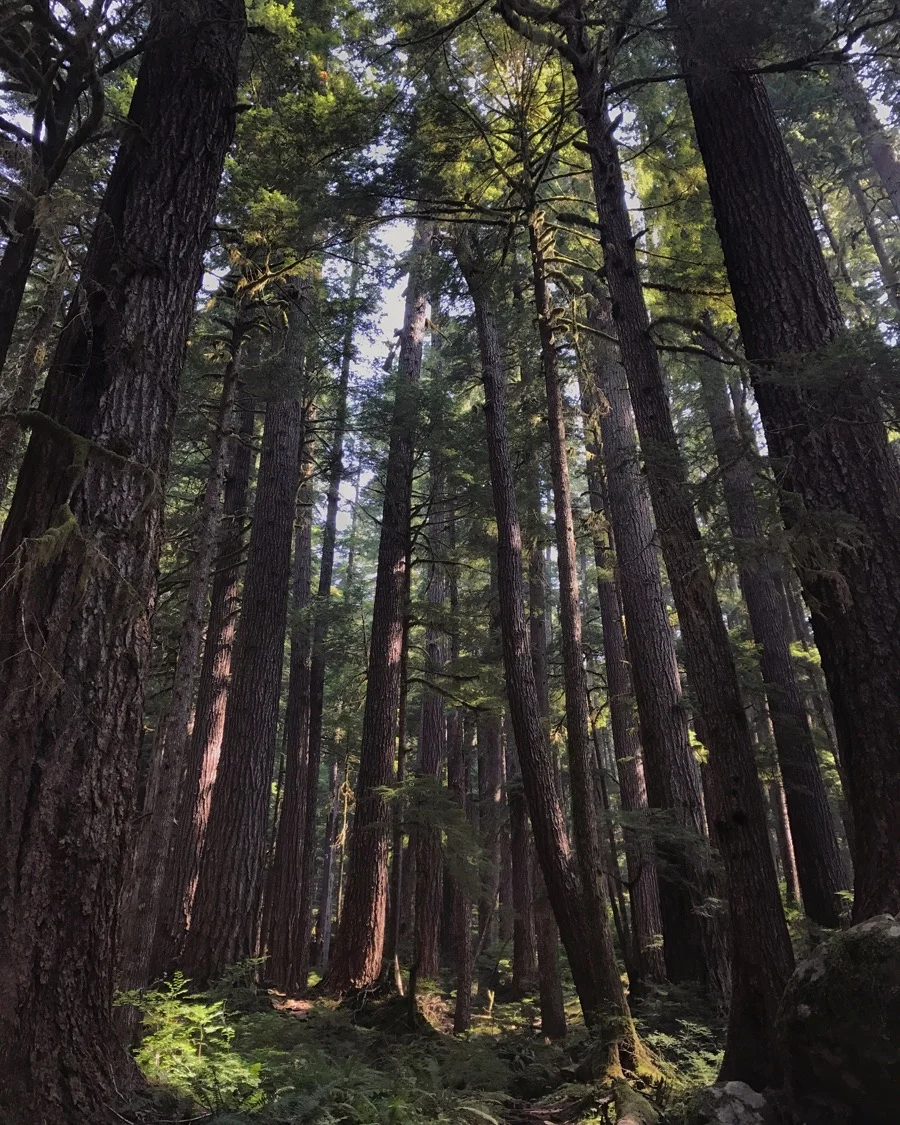 Hoh Rain Forest, Washington