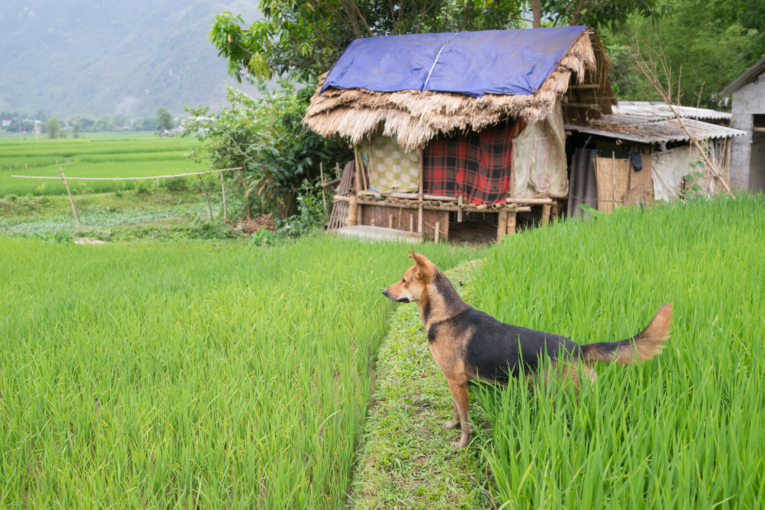 love-the-locals-vietnam-mai-chau-apr-2017_0028.JPG