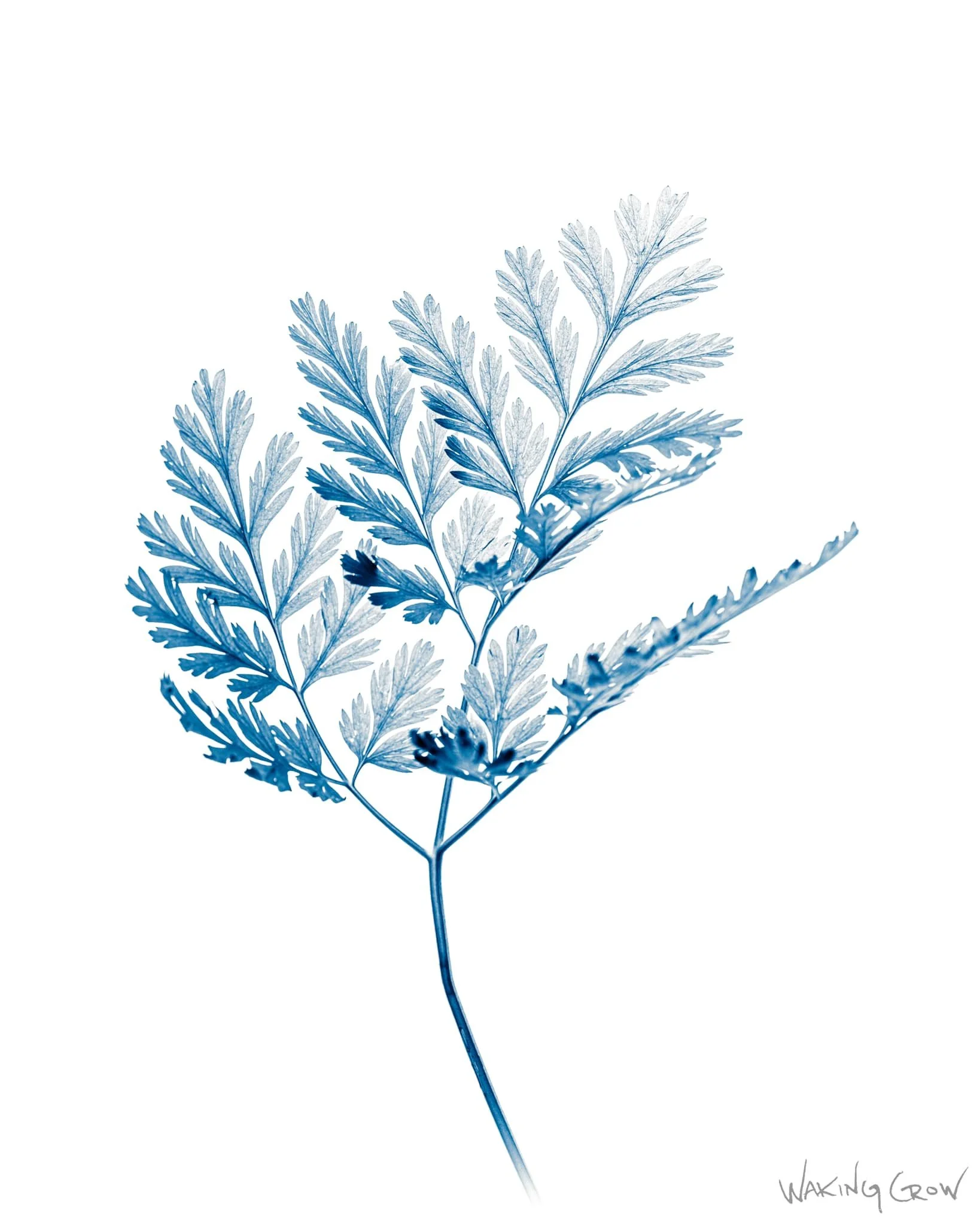 Title: peace in the transitions

I was caught up
in the paradox
of looking for

peace in the transitions.

I was a weary soul
on a darkened
forest road,

seeking the vitality of life.

I sank even deeper,
exploring shadows,
finding new ways
to let it