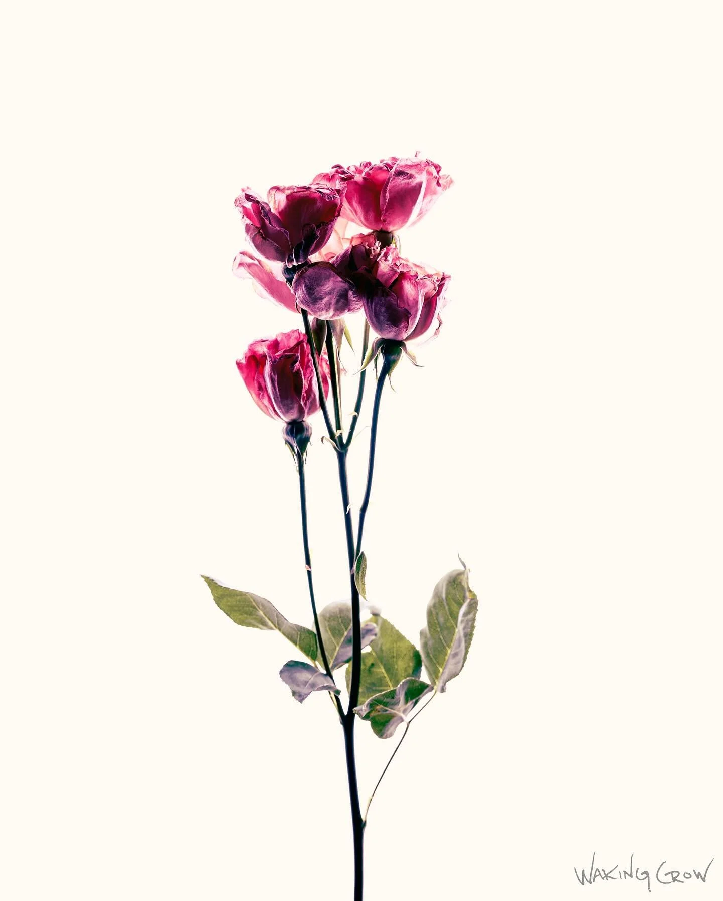 Still life with roses.