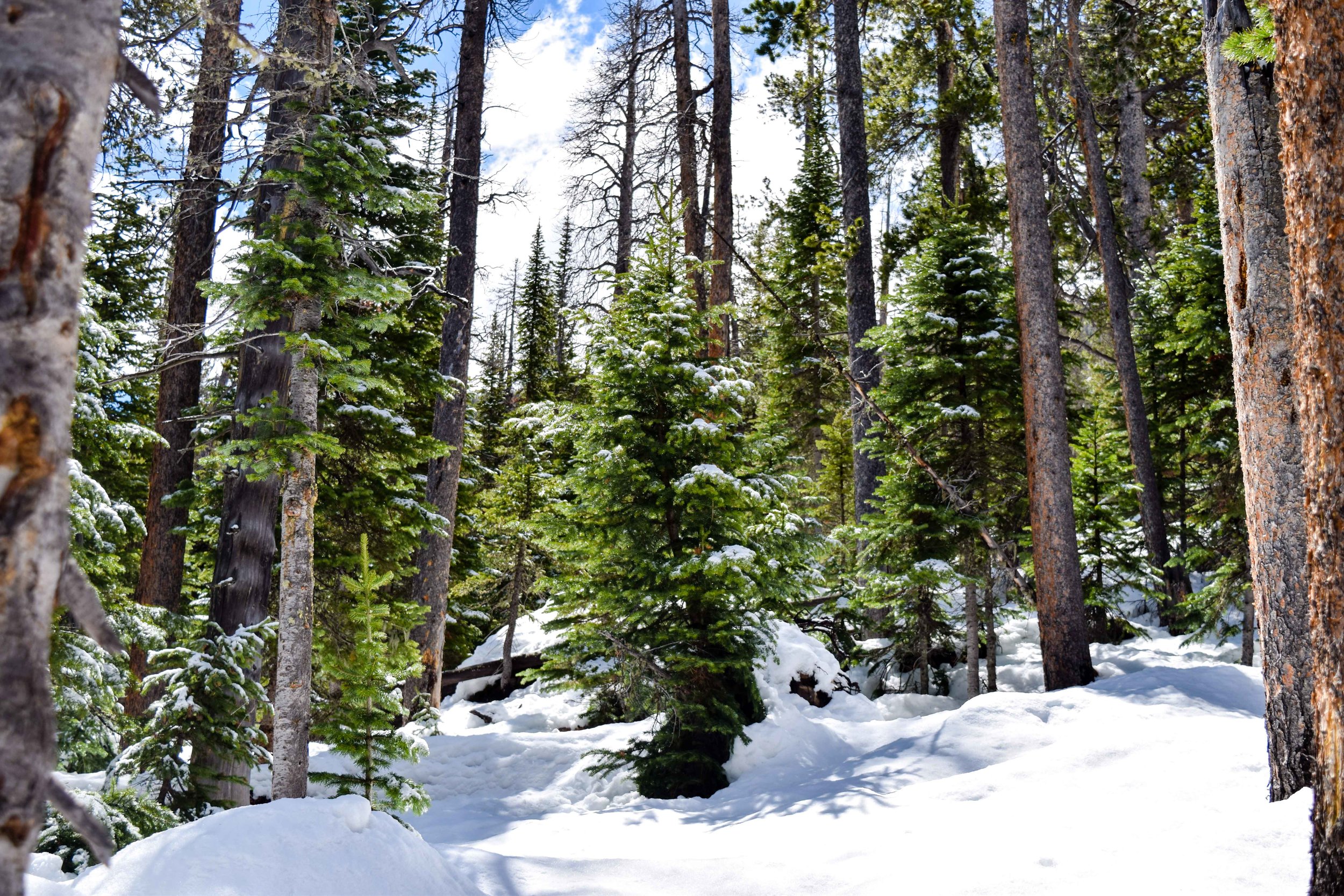 rmnp12.jpg