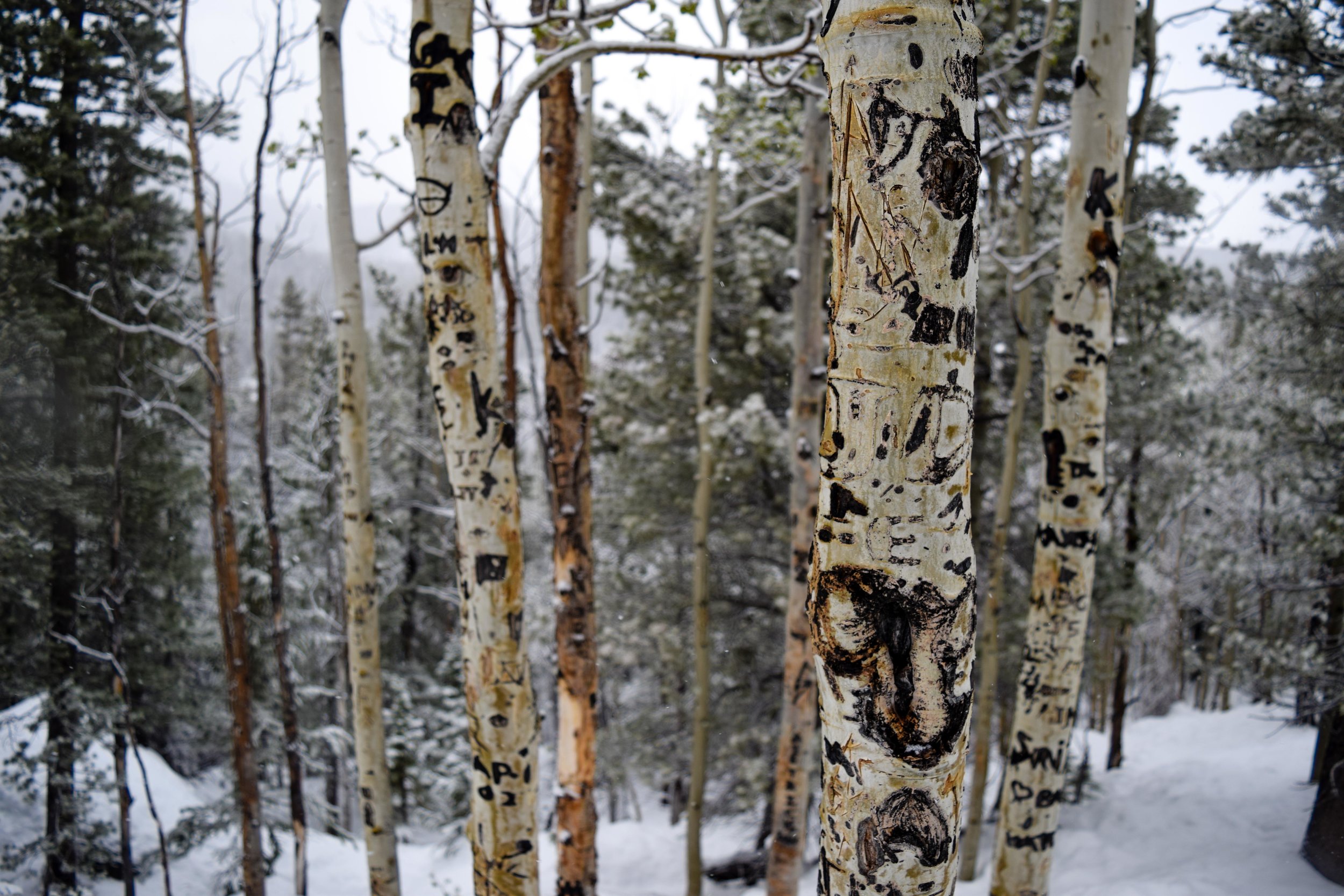 rmnp5.jpg