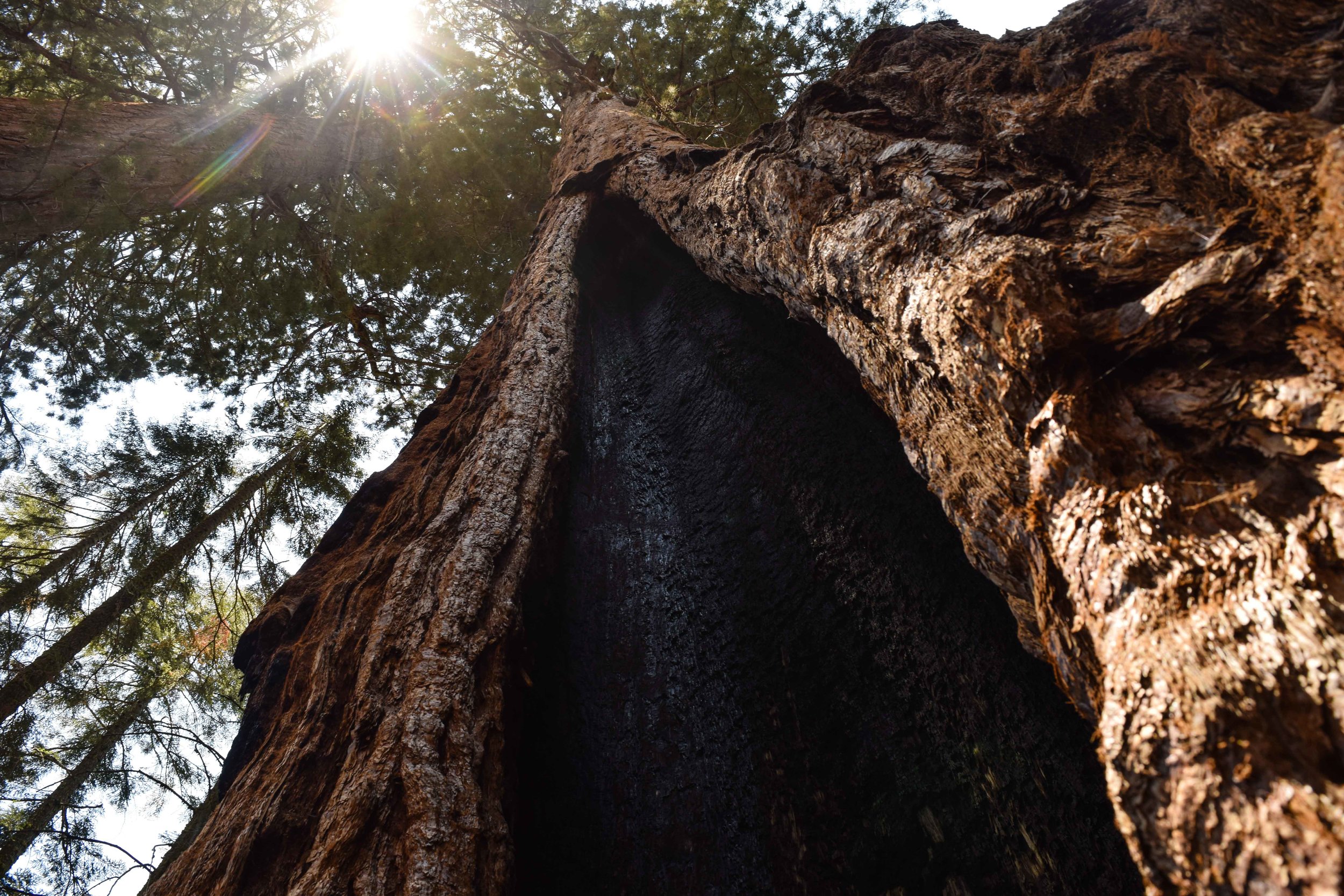 sequoias2.jpg