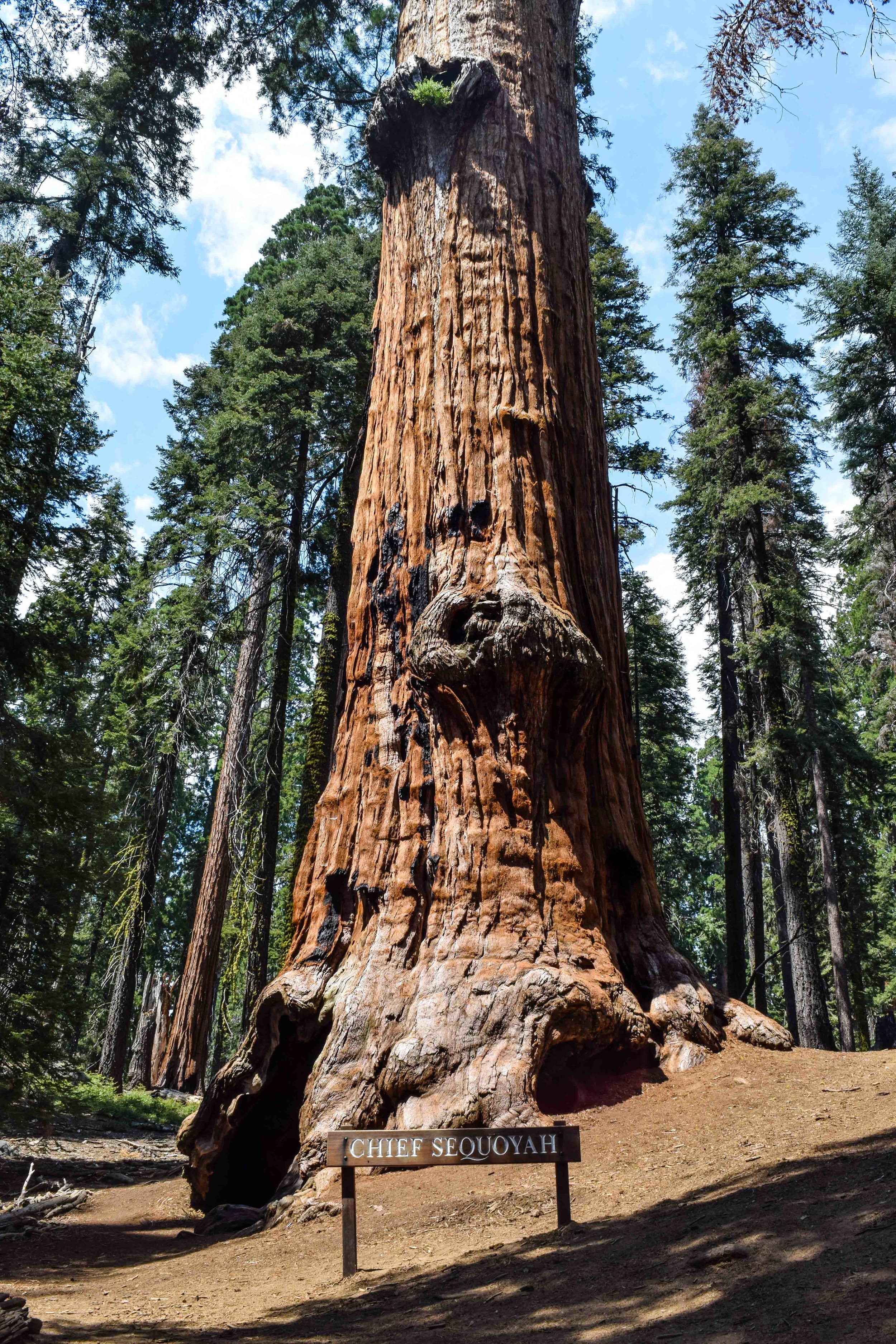 sequoias9.jpg