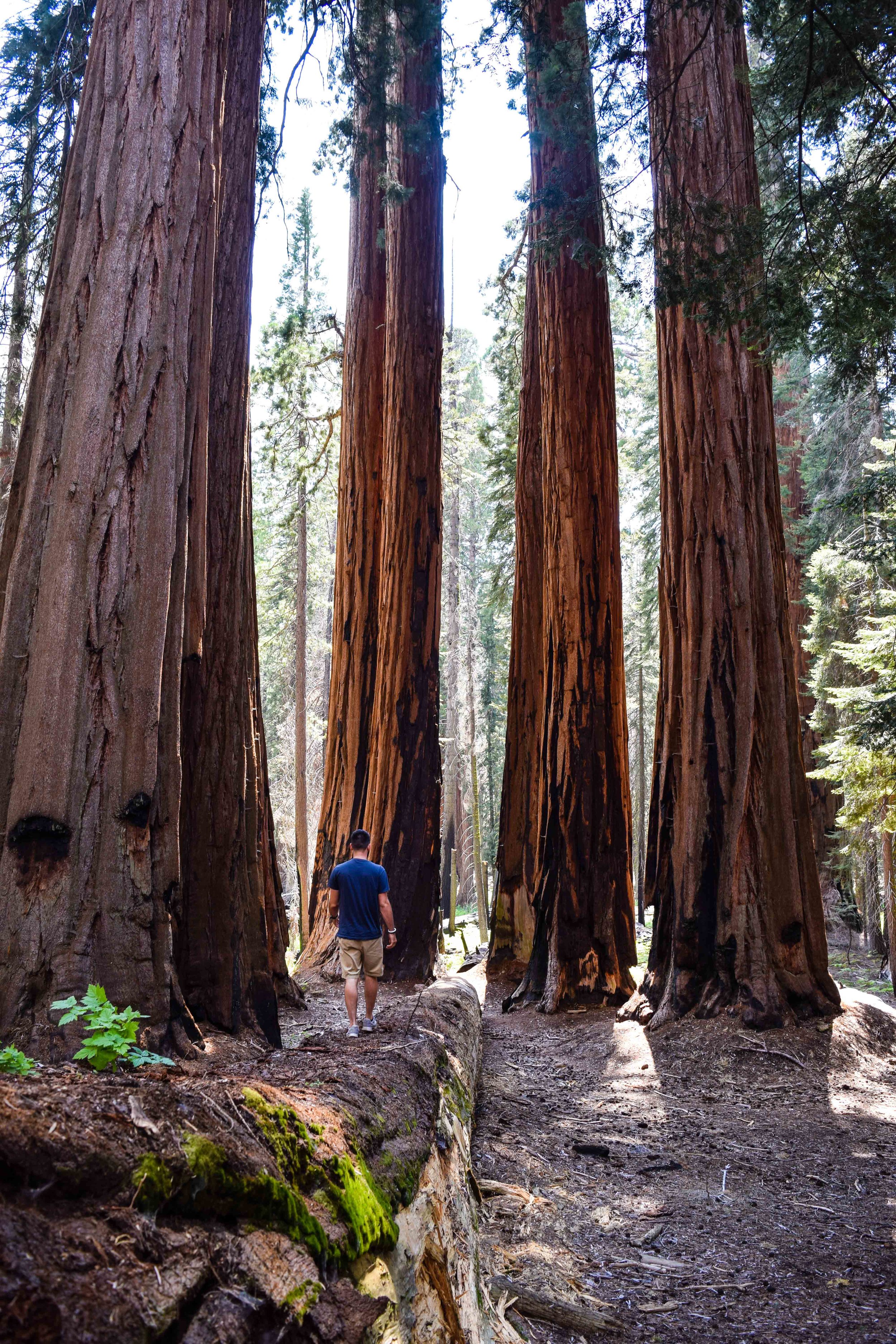 sequoias10.jpg