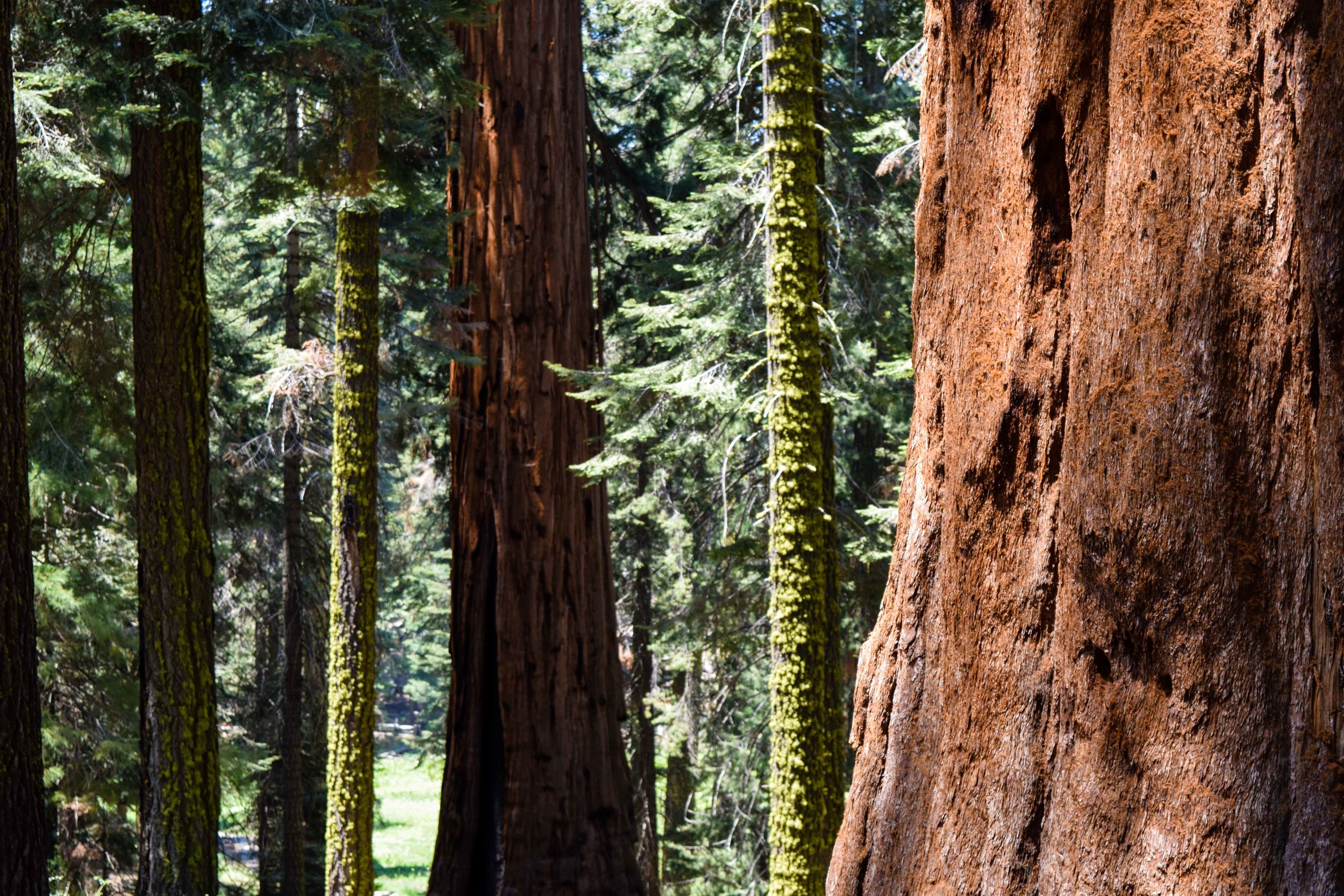sequoias1.jpg