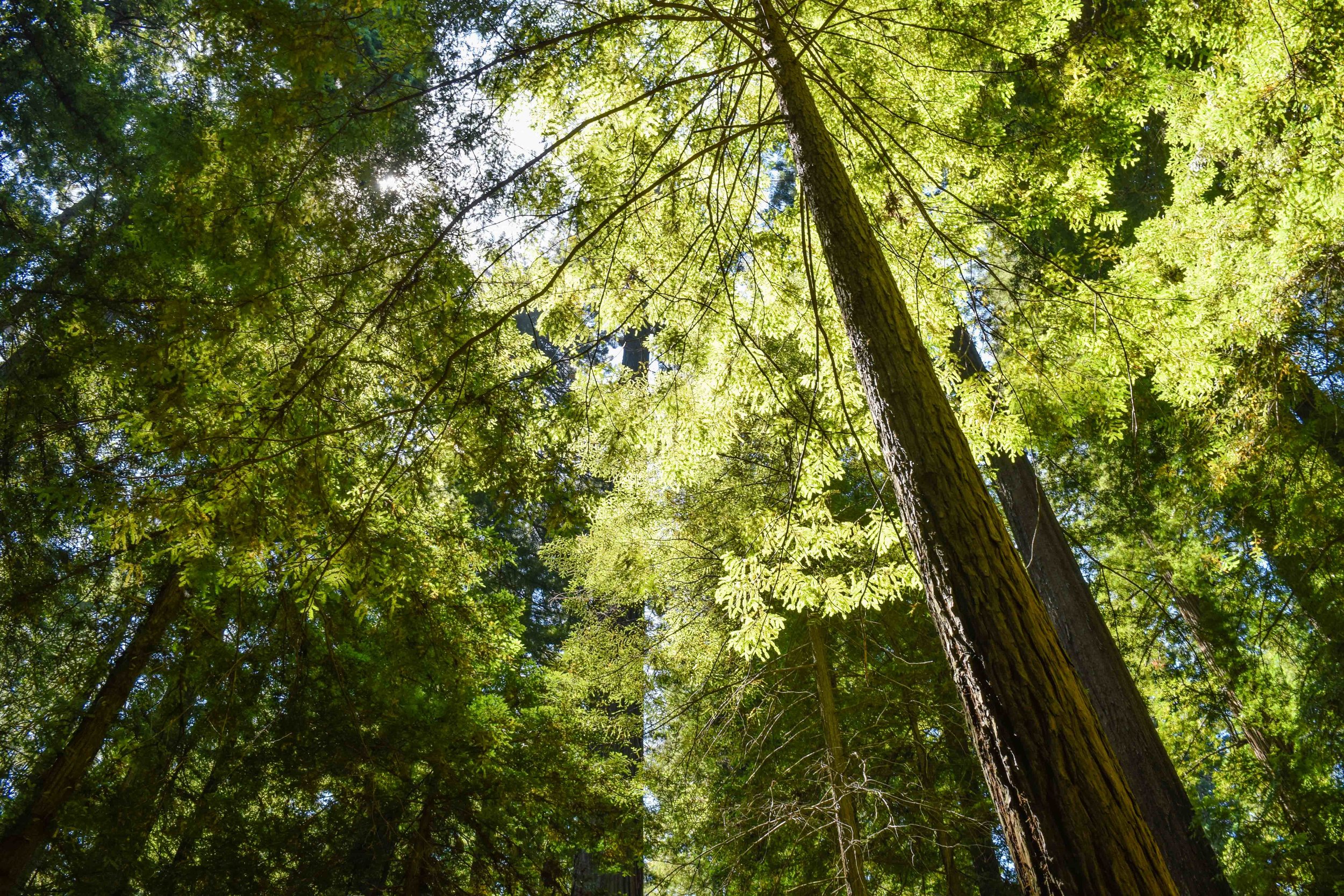 redwoods1.jpg