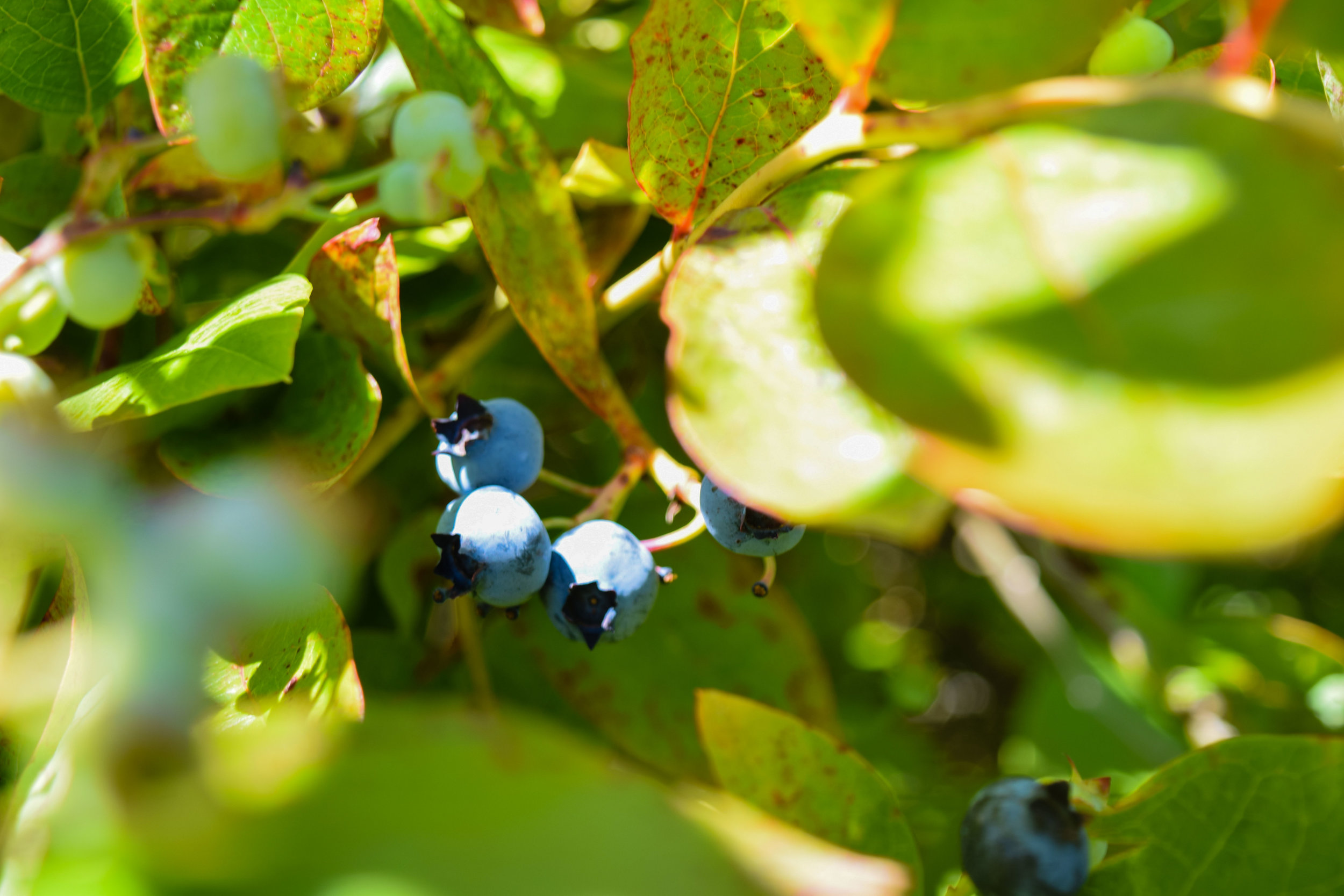 blueberries1.jpg