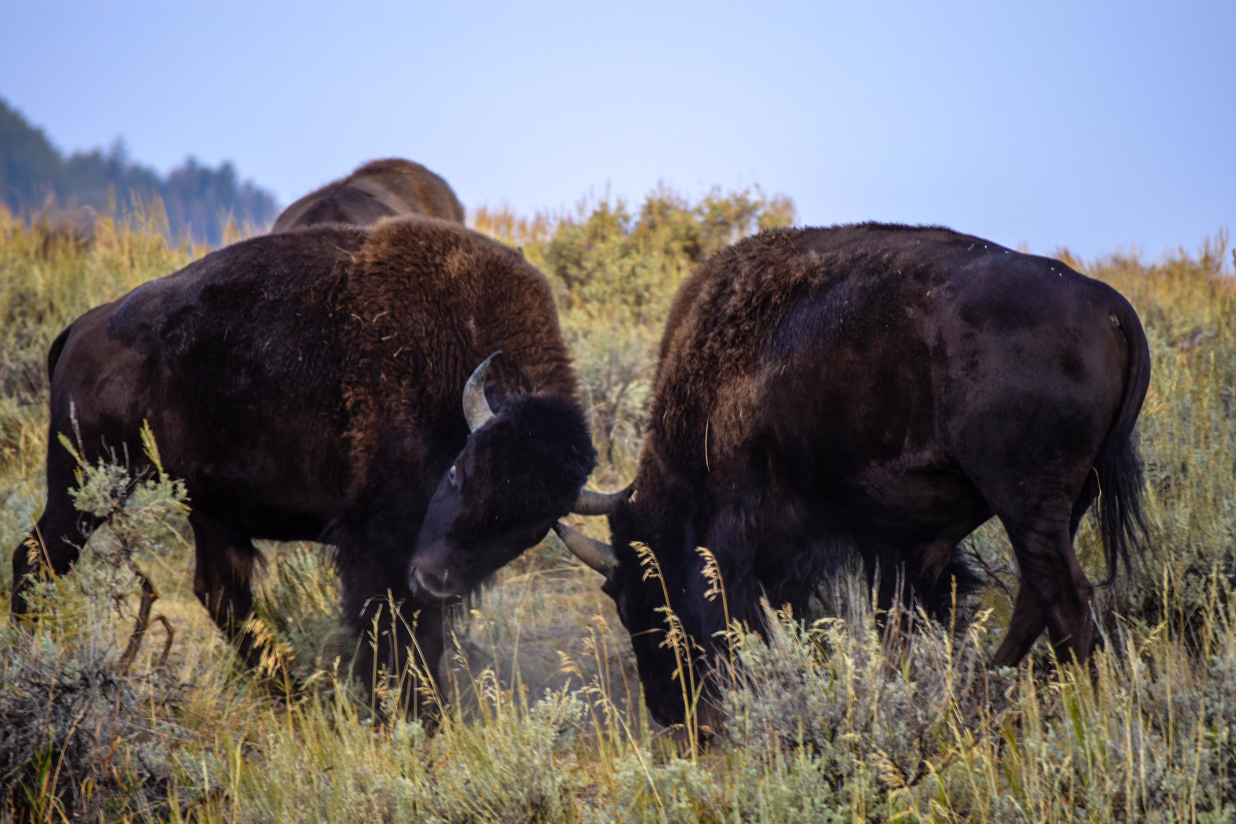 bison01b.jpg