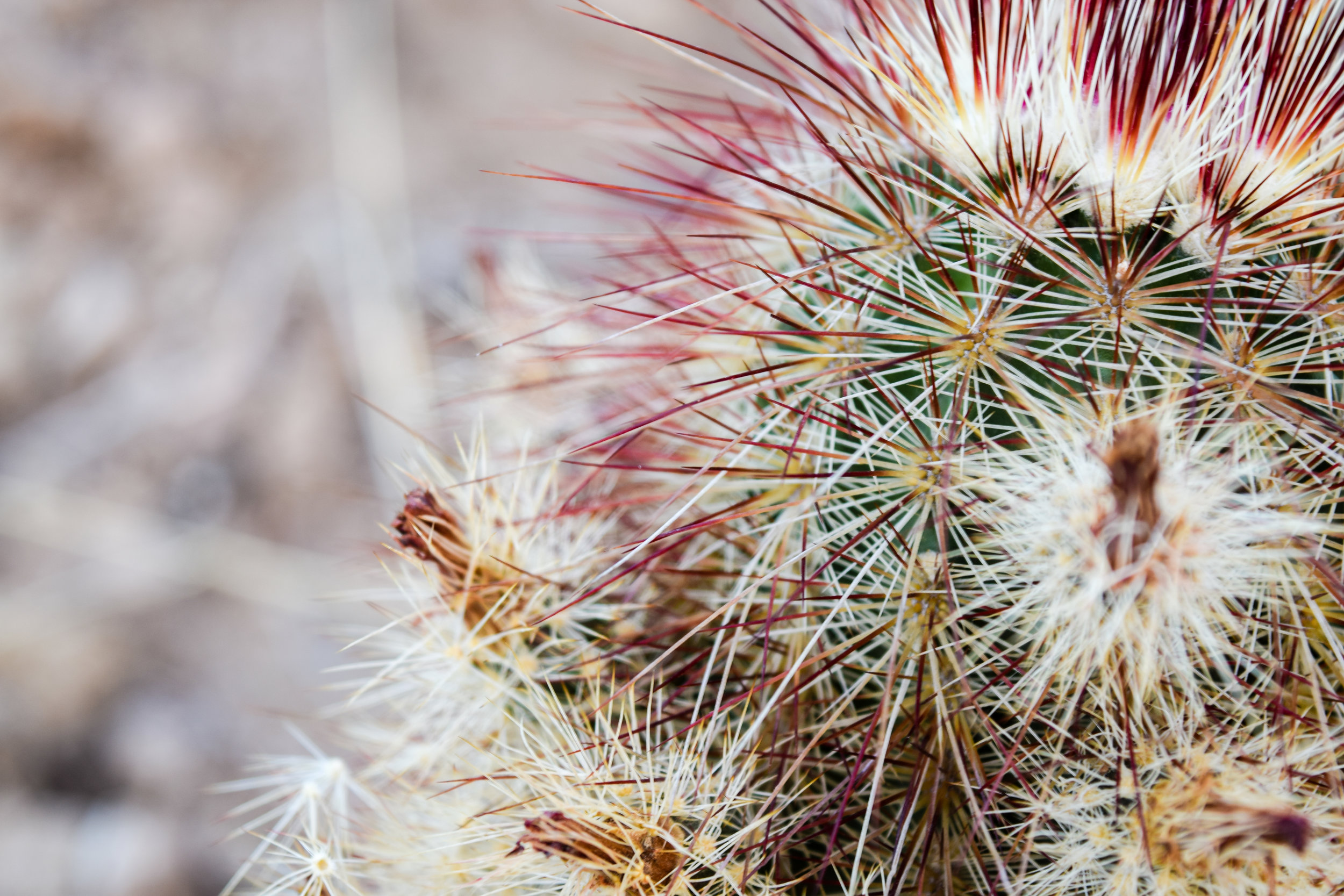 Barrel Cactus.