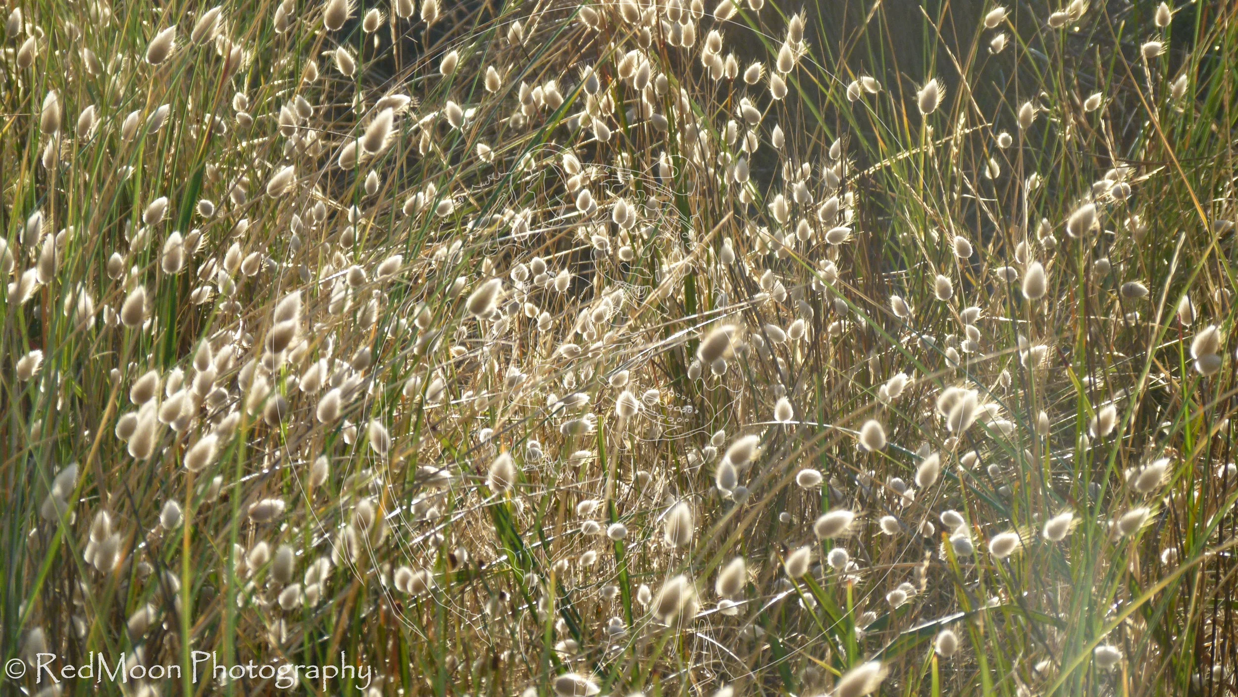 Dune Grass