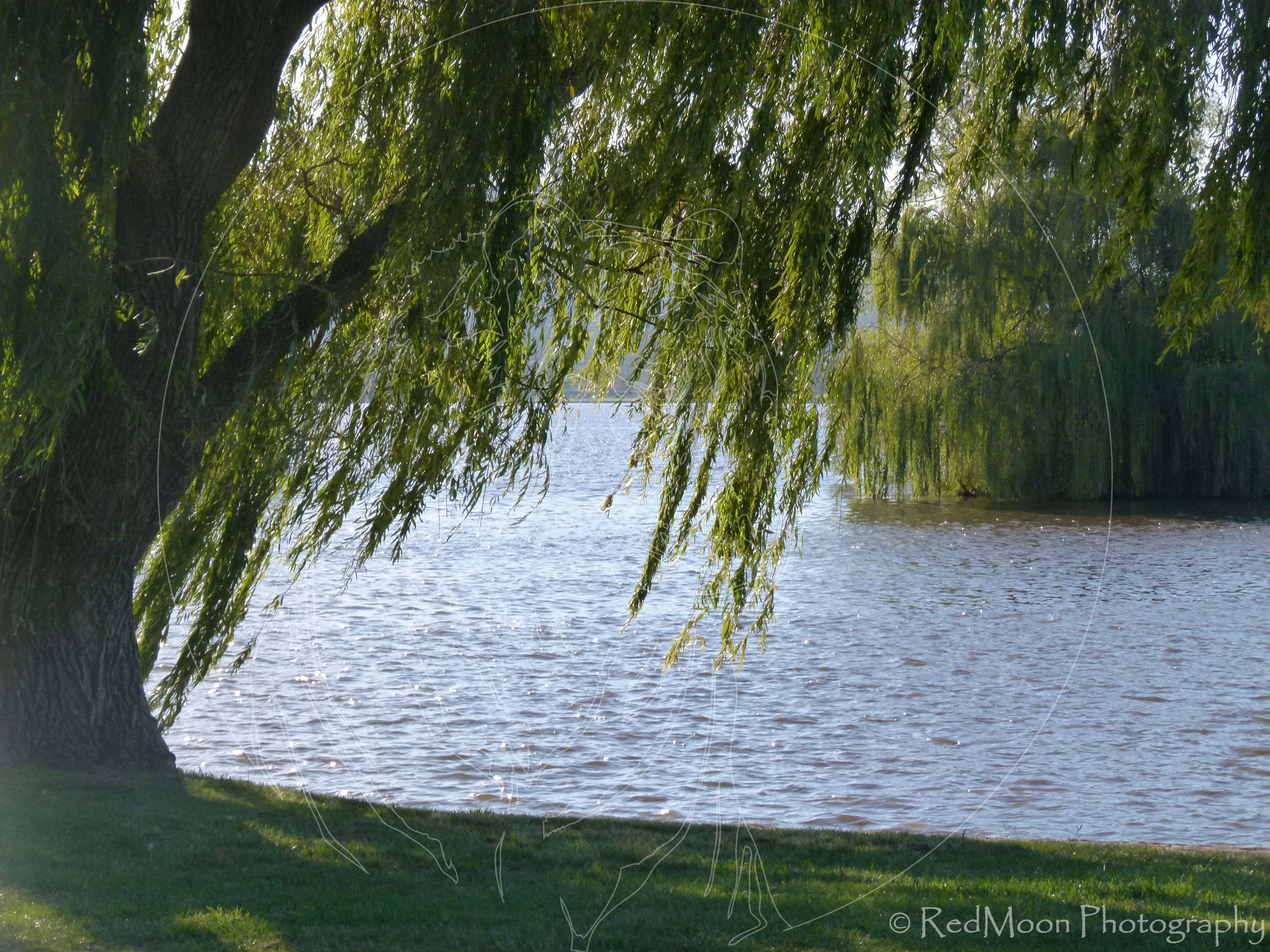 Willows by Water