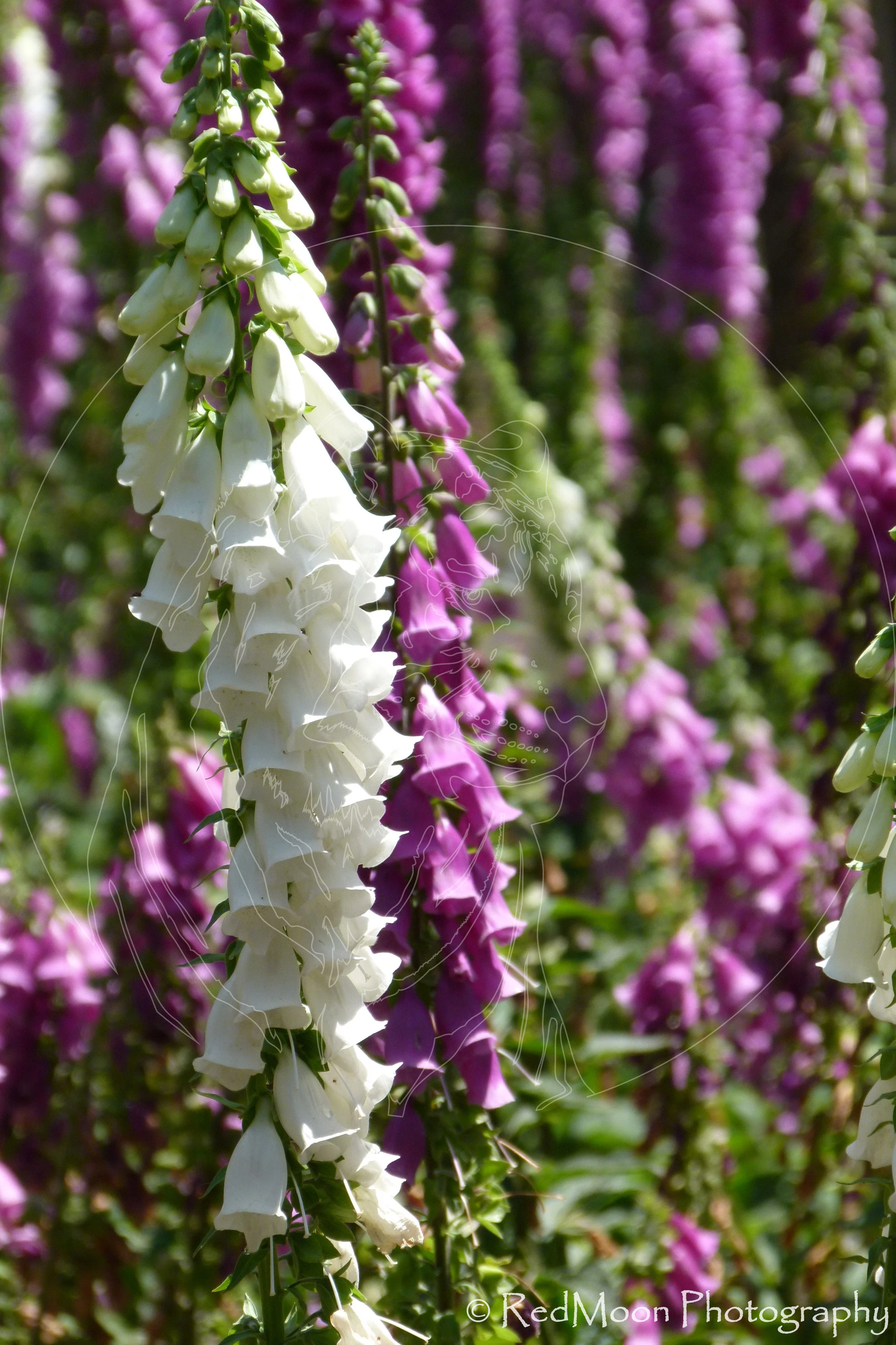 Foxglove