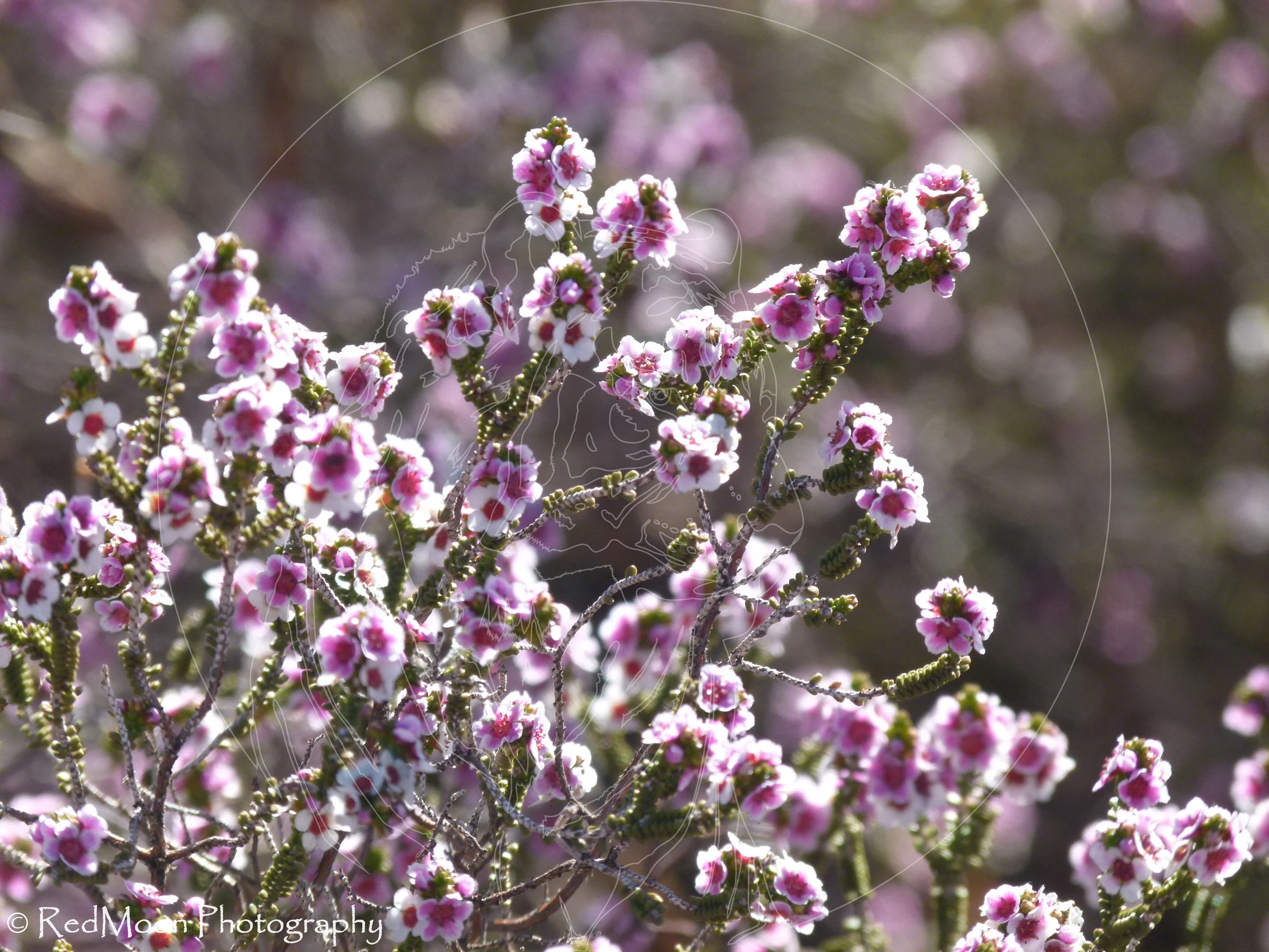 Desert Bloom
