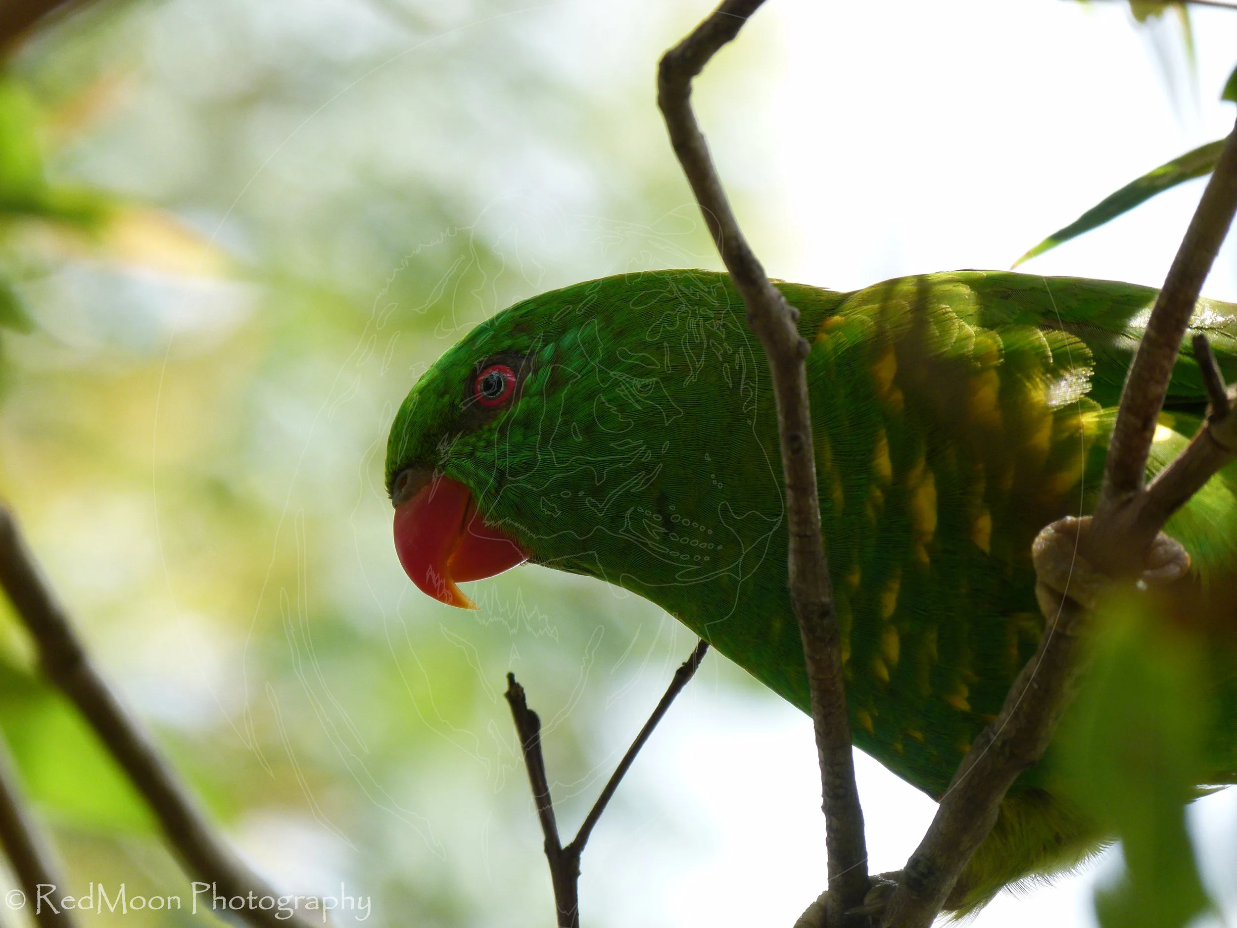 Scaly-breasted Lorikeet