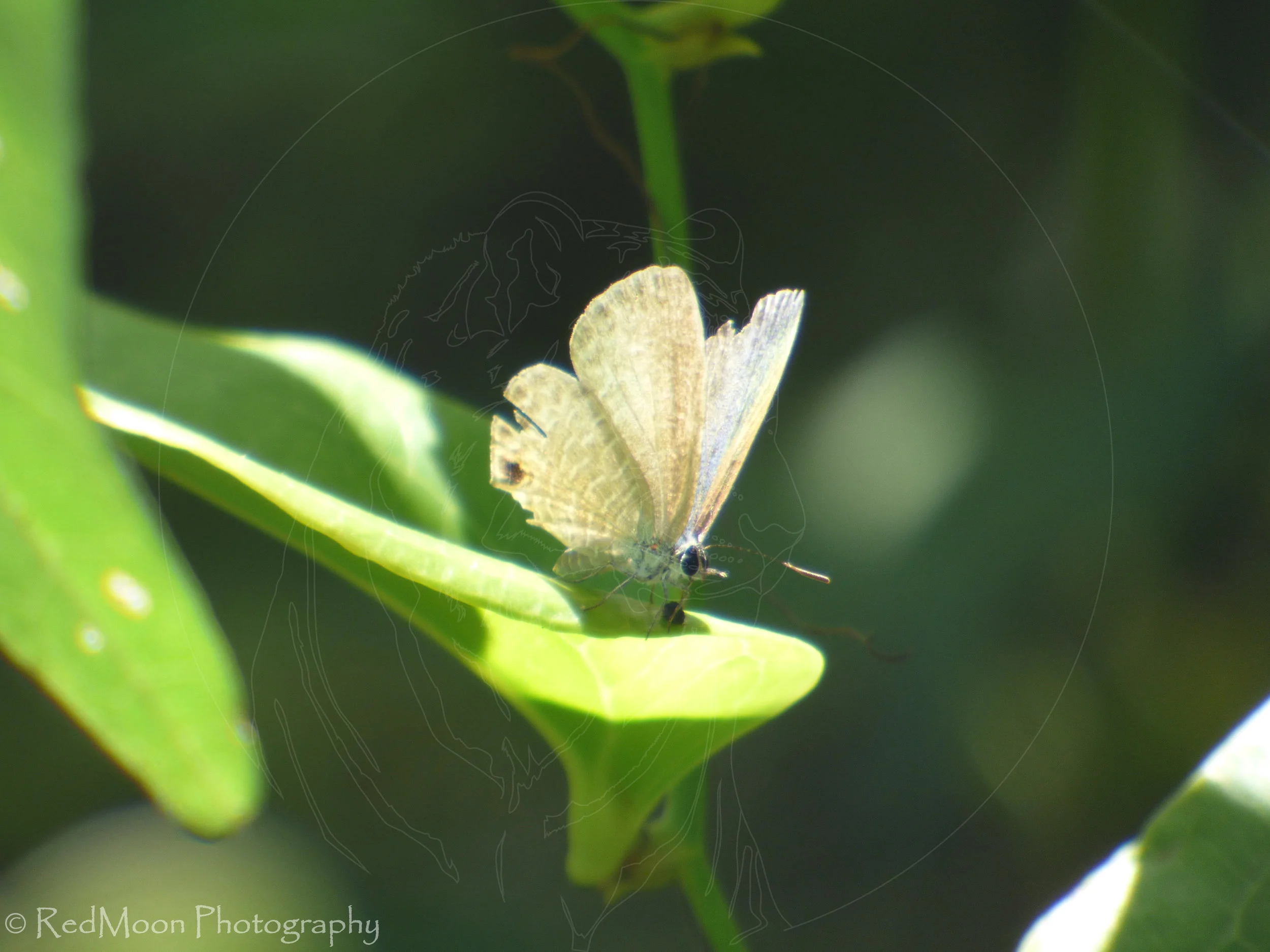 Lesser Grass Blue