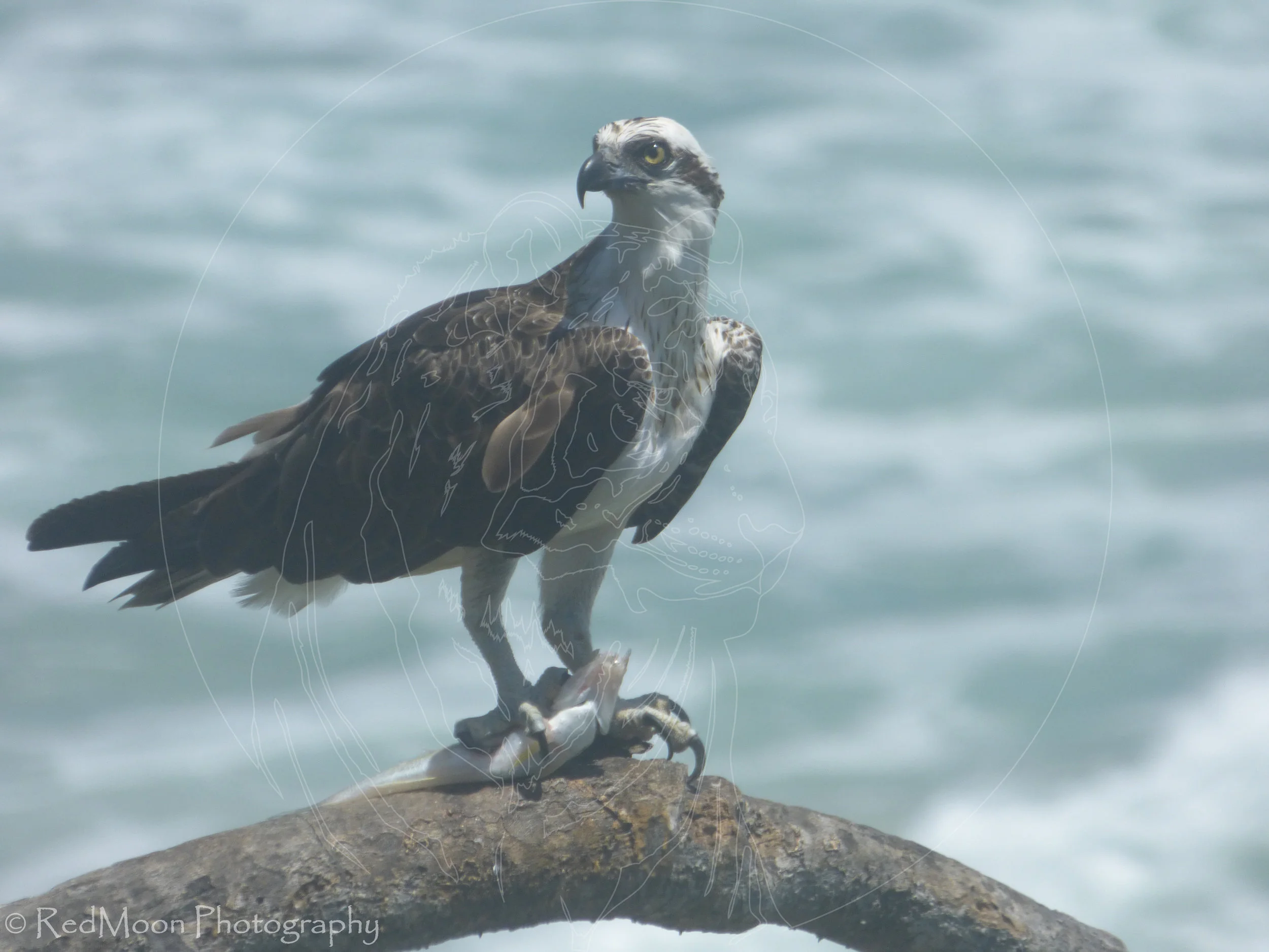 Osprey Hunting