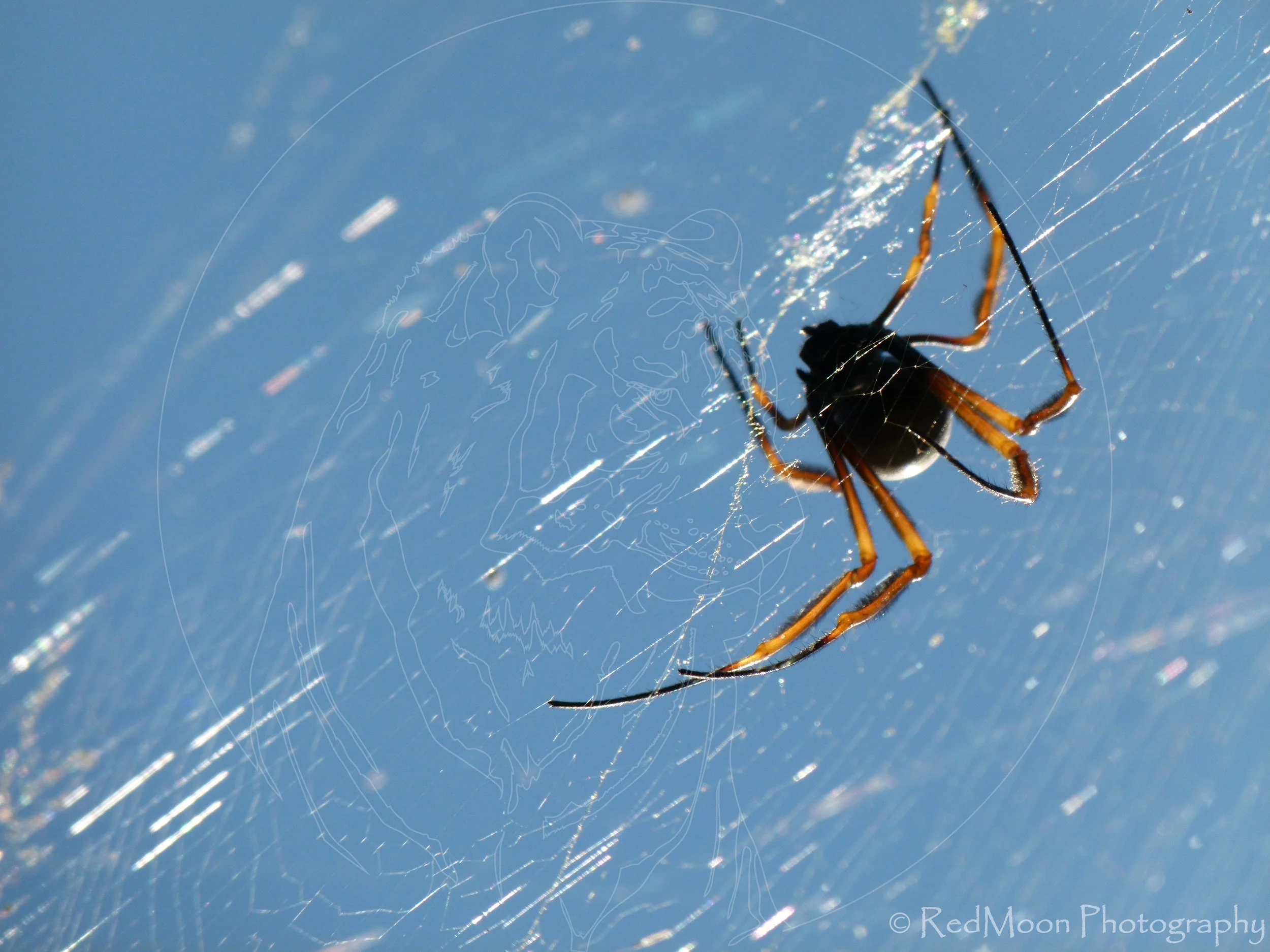 Golden Orb Weaver