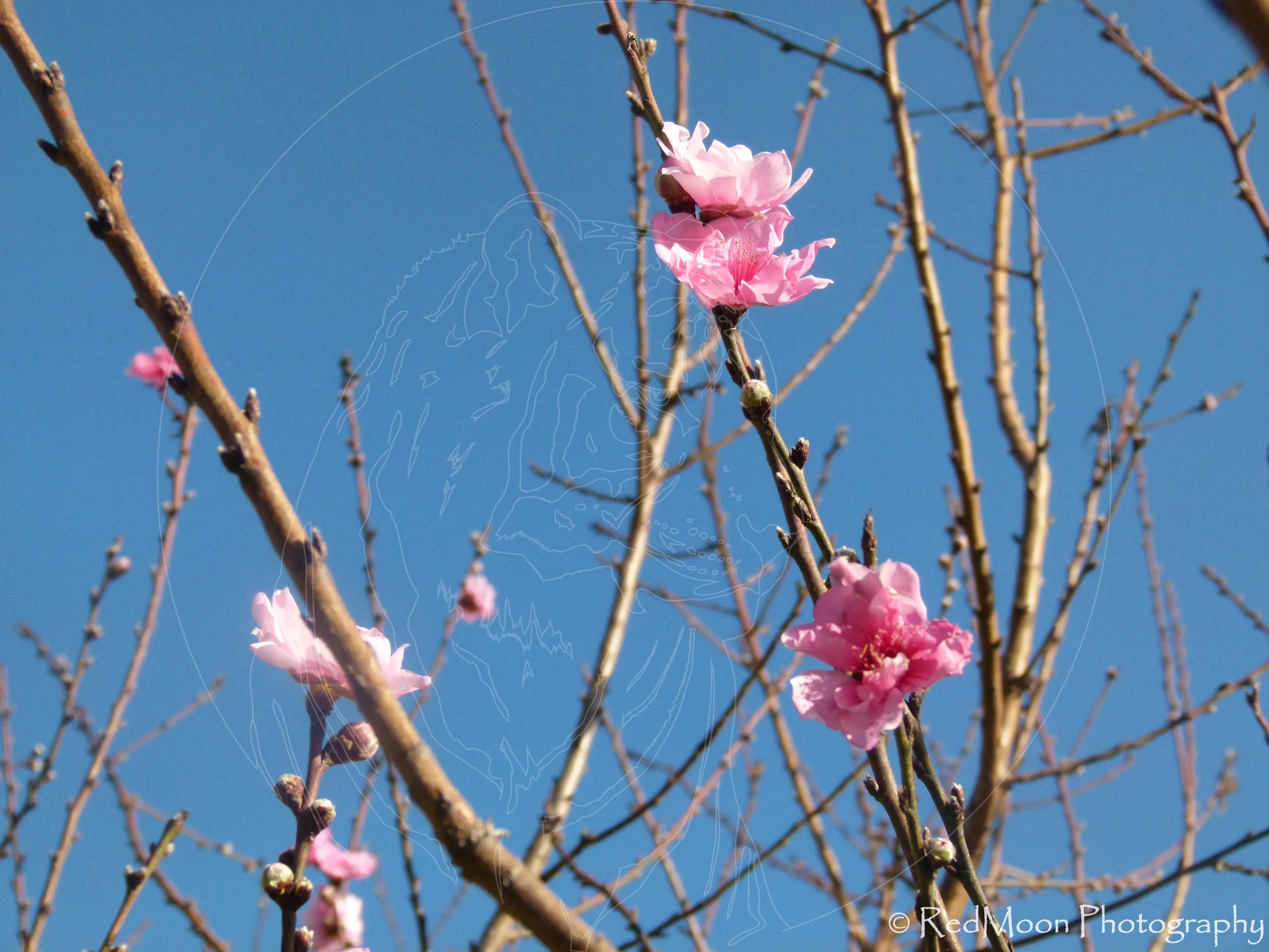 Peach Blossom
