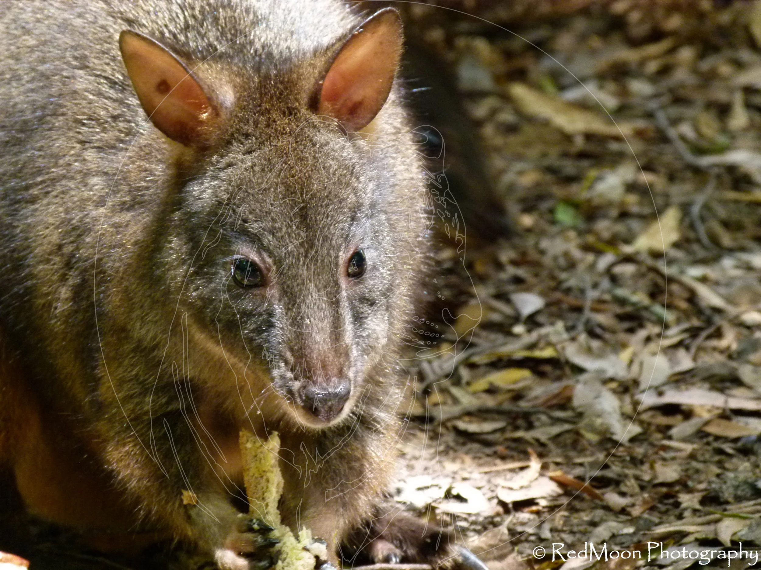 Rufous Wallaby