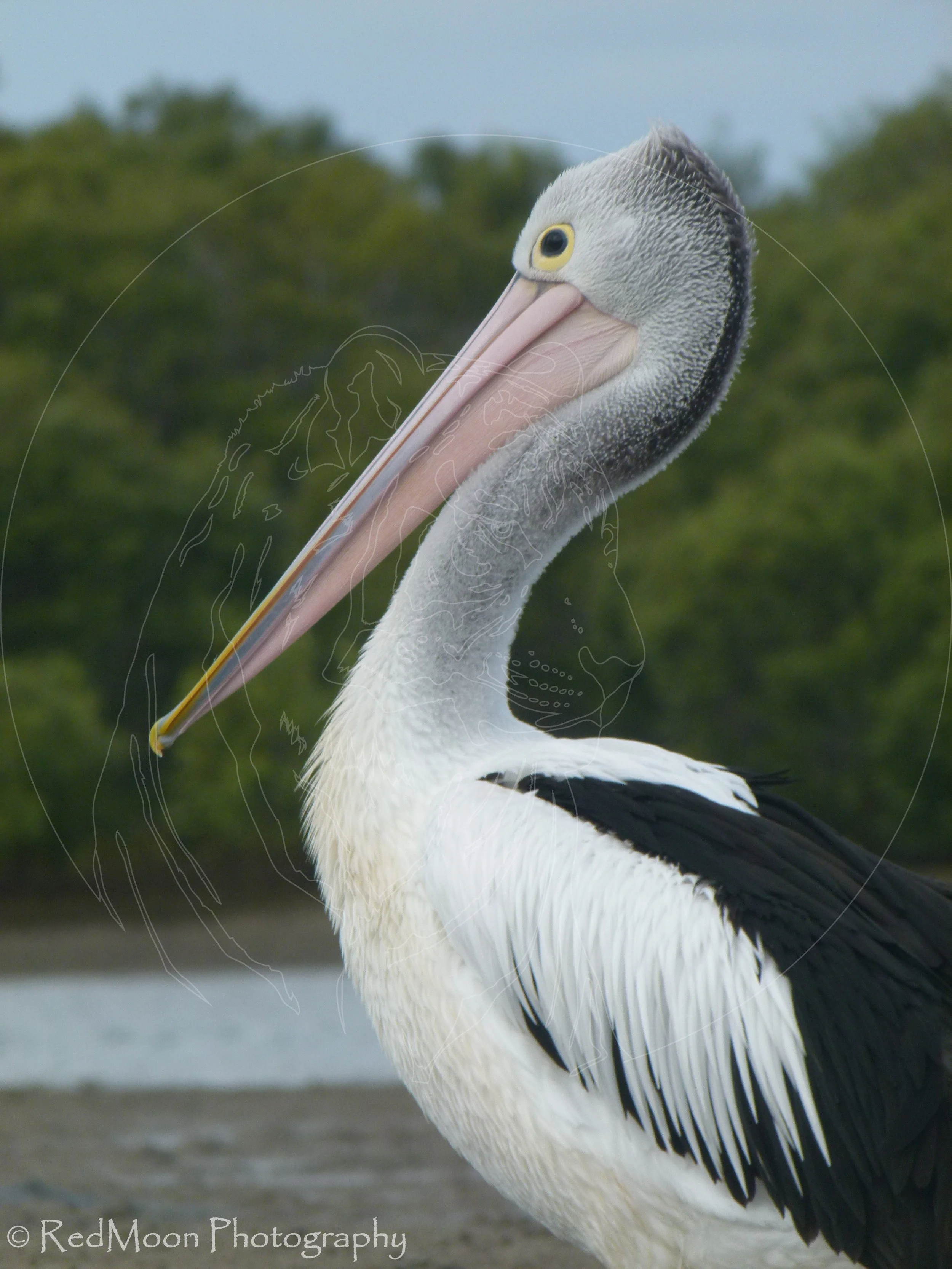Pelican's Portrait