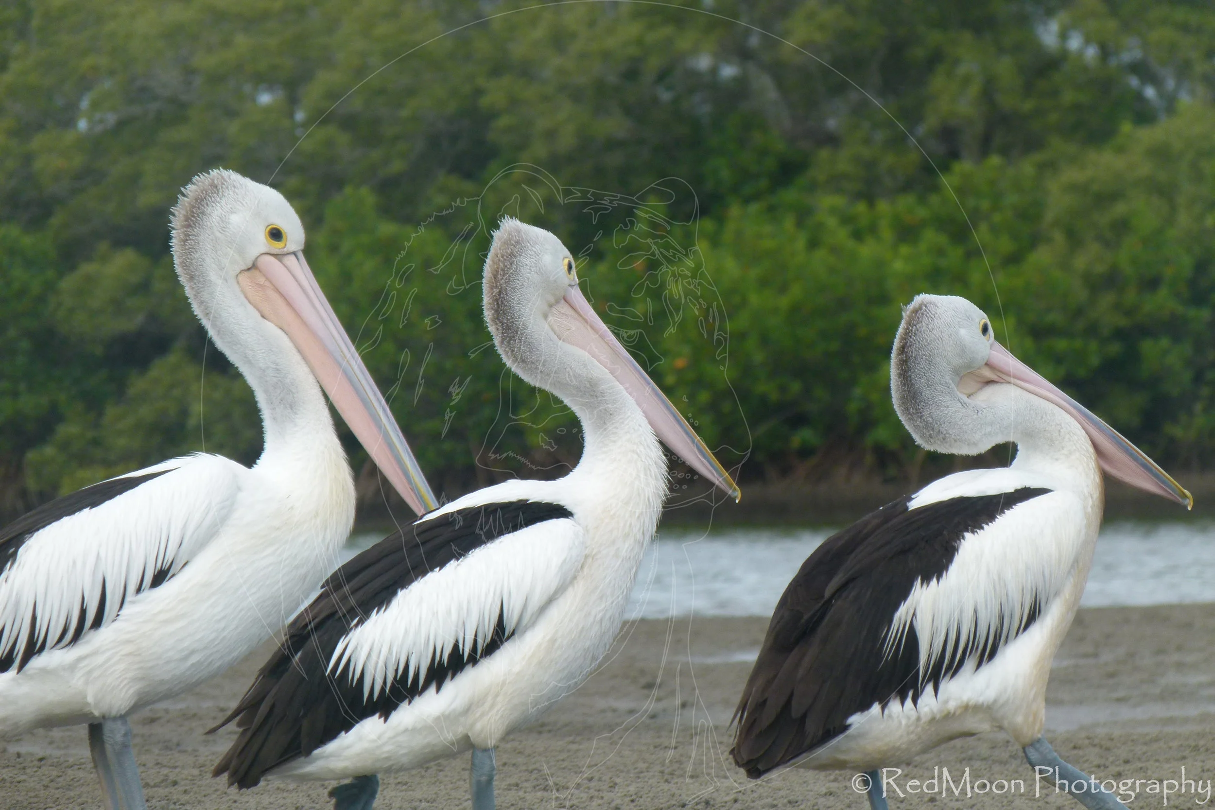 Proud, Peep & Percival
