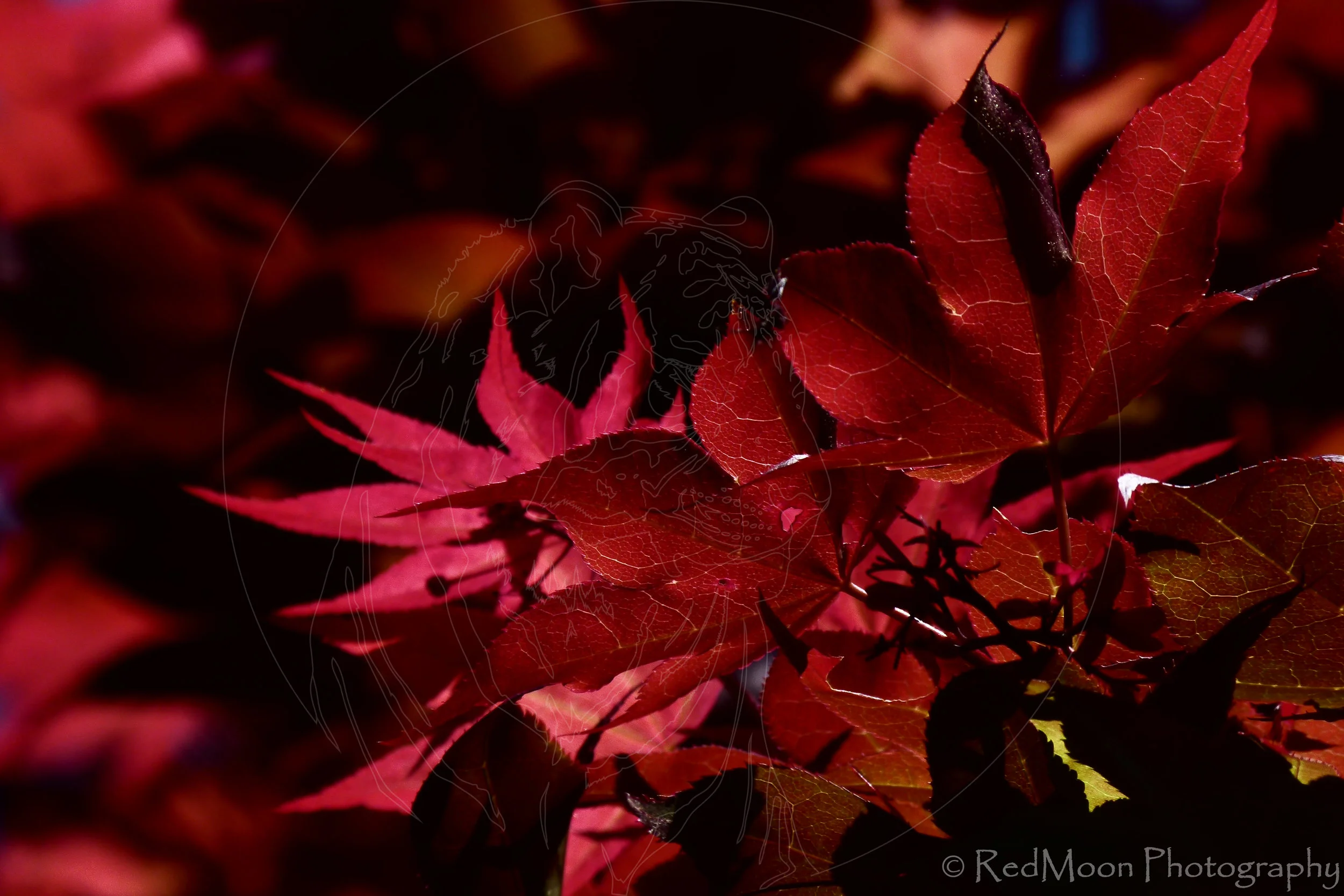 Maple